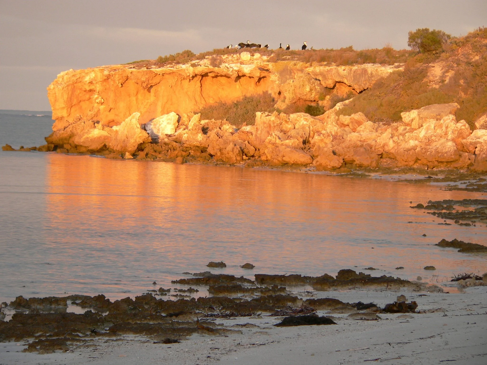 Cliffside overlooking a calm body of water with seabirds perched on the top, rocks along the shoreline, and a warm, orange glow from the setting sun.