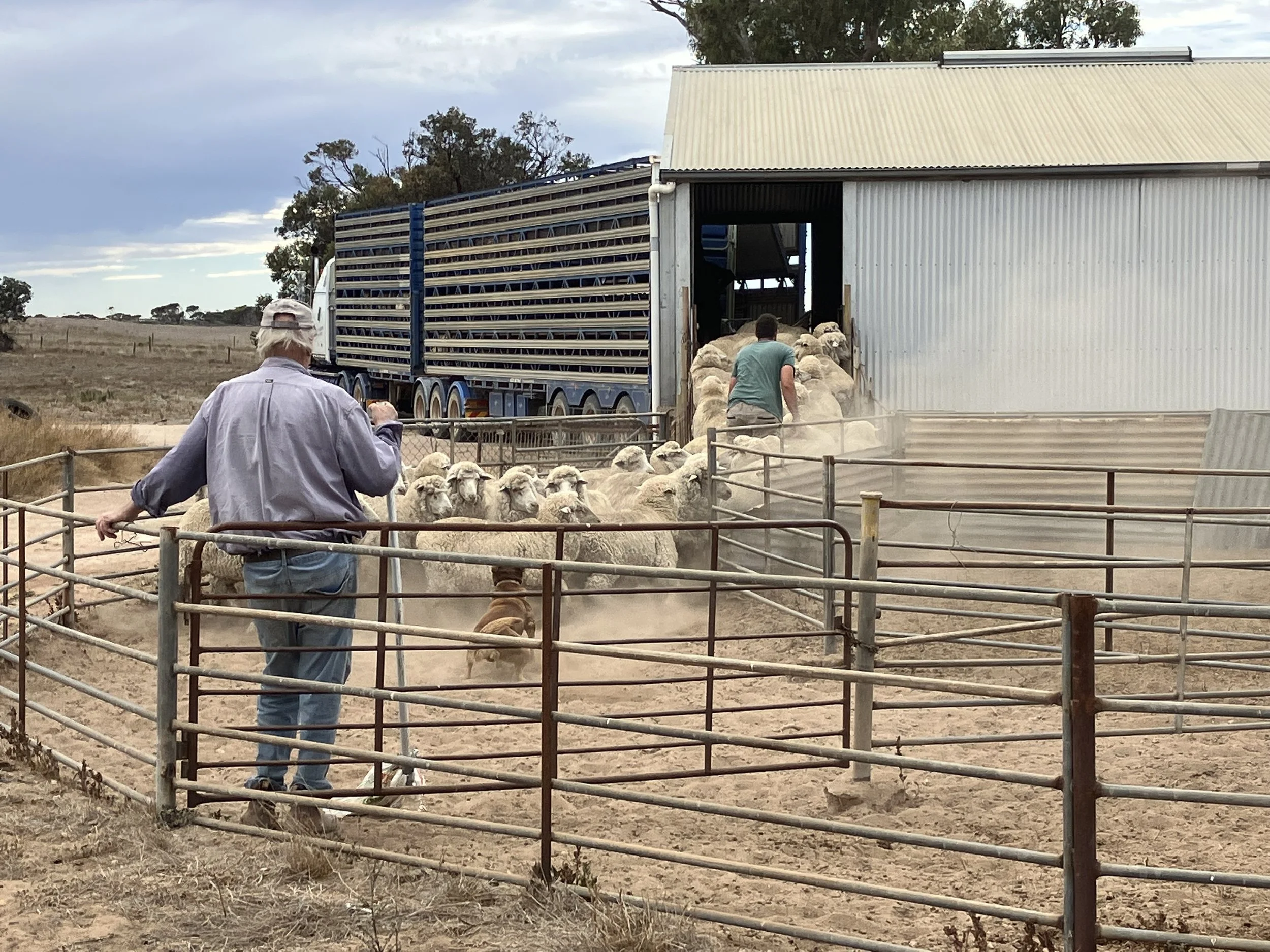 Two men and a flock of sheep near a large transport truck at a farm or rural area.