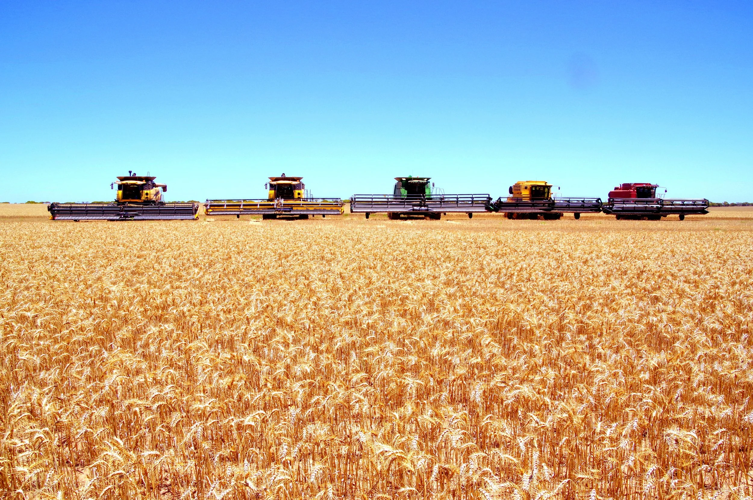 Five combine harvesters working in a wheat field under a clear blue sky.