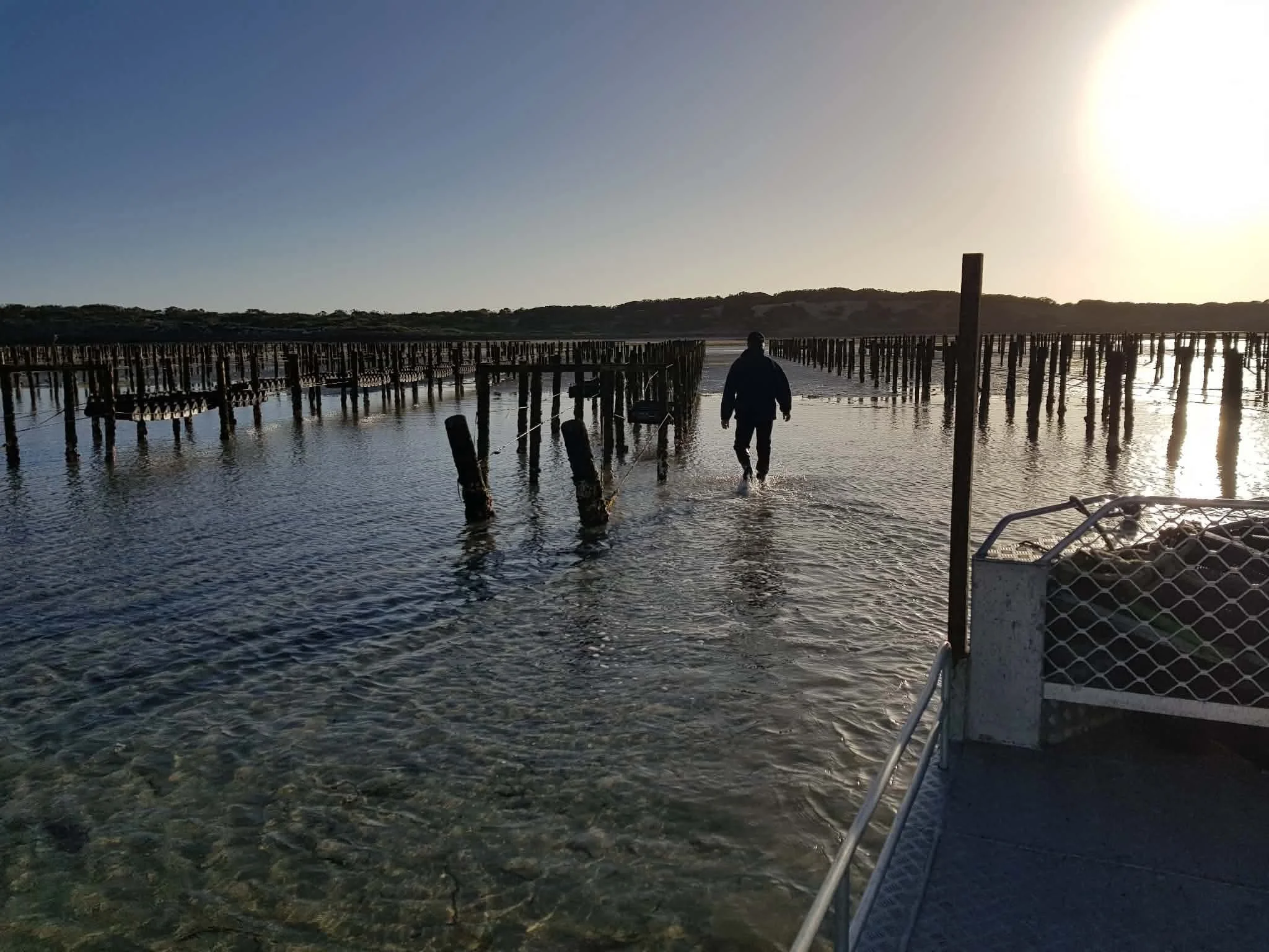 A person walking through shallow water near wooden posts at a defunct pier during sunset or sunrise.