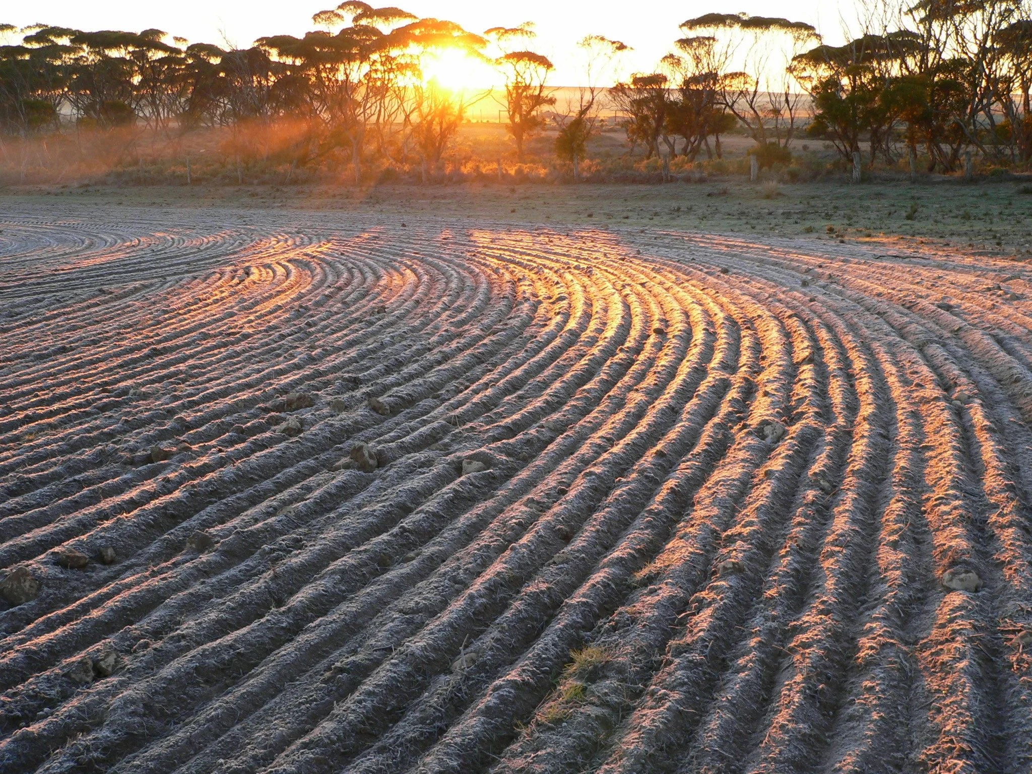 Rural farmland with rows of tilled soil at sunset, and trees in the background.