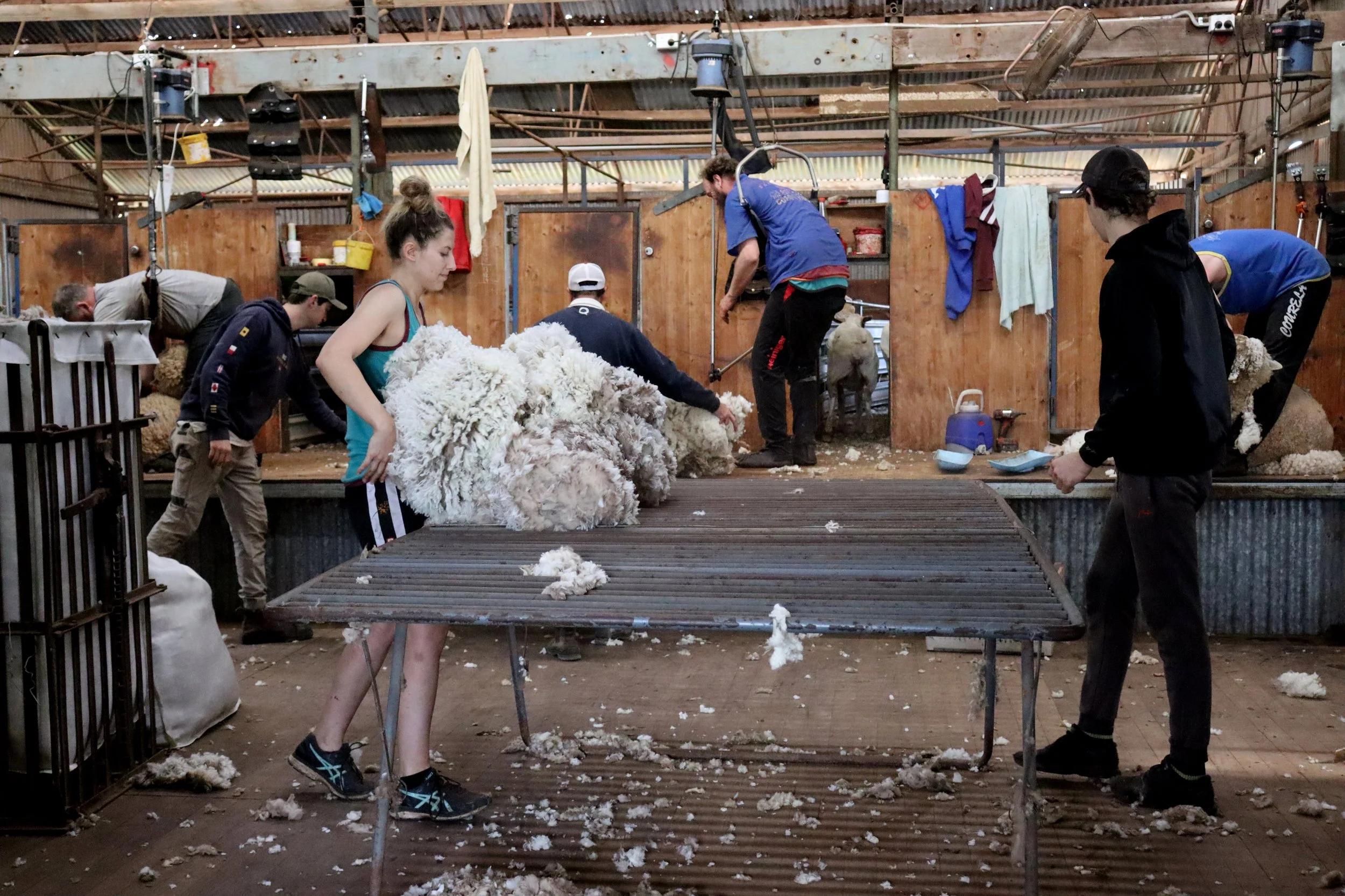 People shearing sheep inside a barn with wooden walls and metal roof.