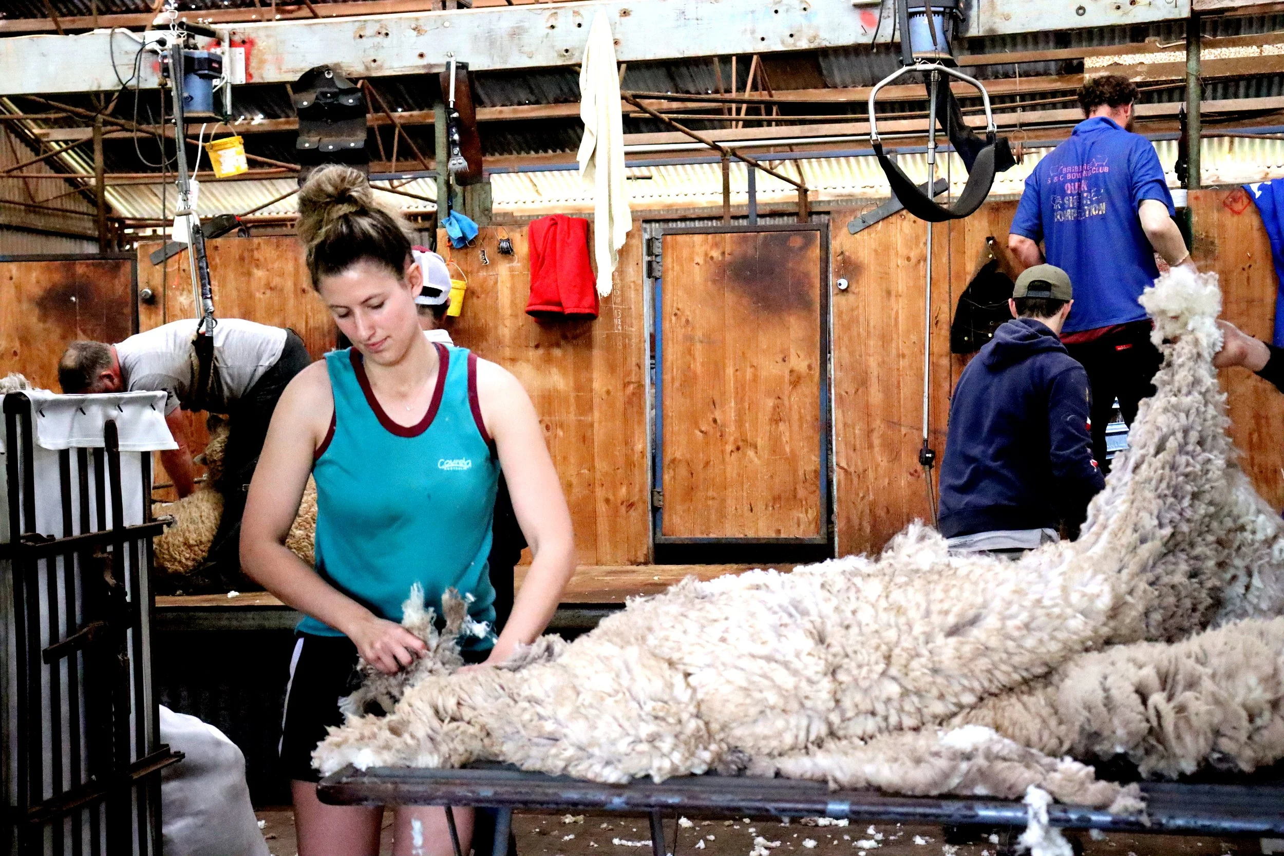 Young woman sheering a sheep in a barn with other people preparing sheep for wool harvesting.