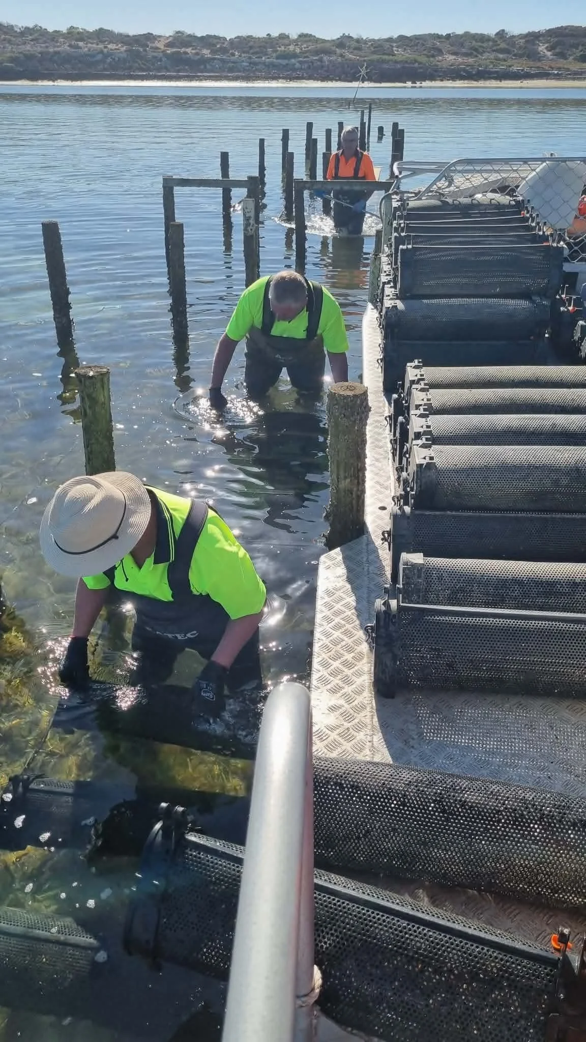 Three workers in bright safety vests and hats working in shallow water beside a floating platform with rollers, possibly for mussel or oyster farming, during daytime in a coastal or estuarine area.