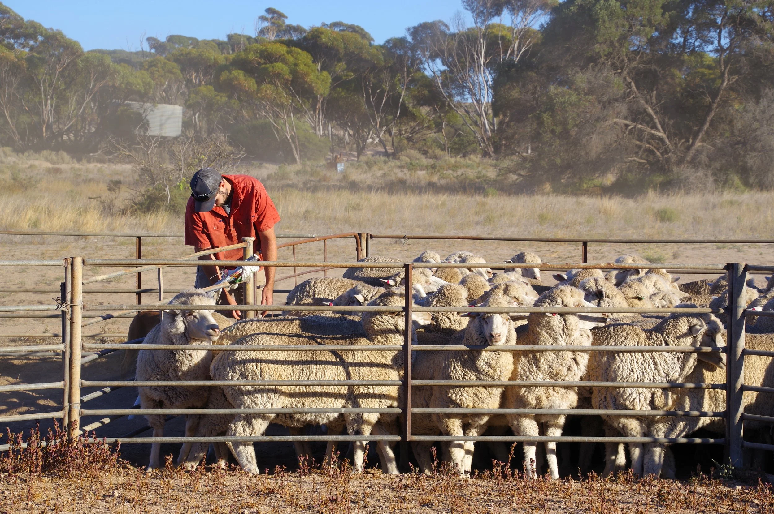 A man in a red shirt and black cap tending to a flock of sheep in an outdoor pen with a dry landscape and trees in the background.