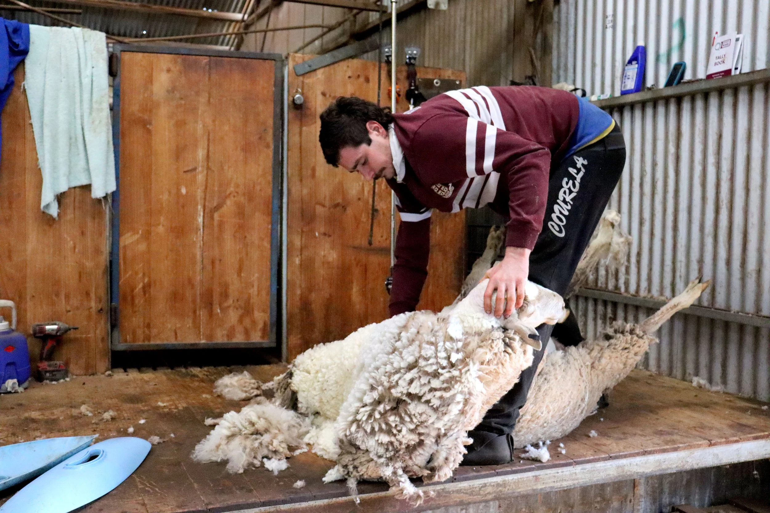 A man shearing a sheep in a barn-like environment.