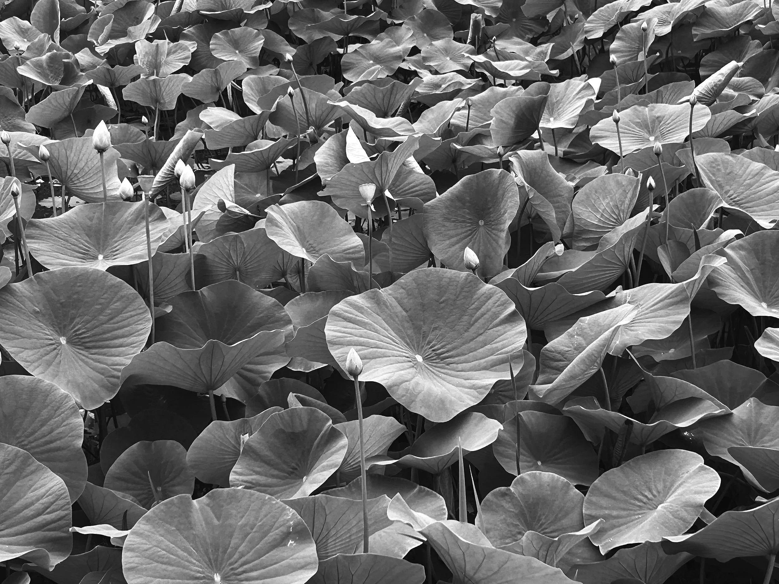 Black and white photograph of a dense bed of lotus leaves and buds, some with flowers beginning to bloom.
