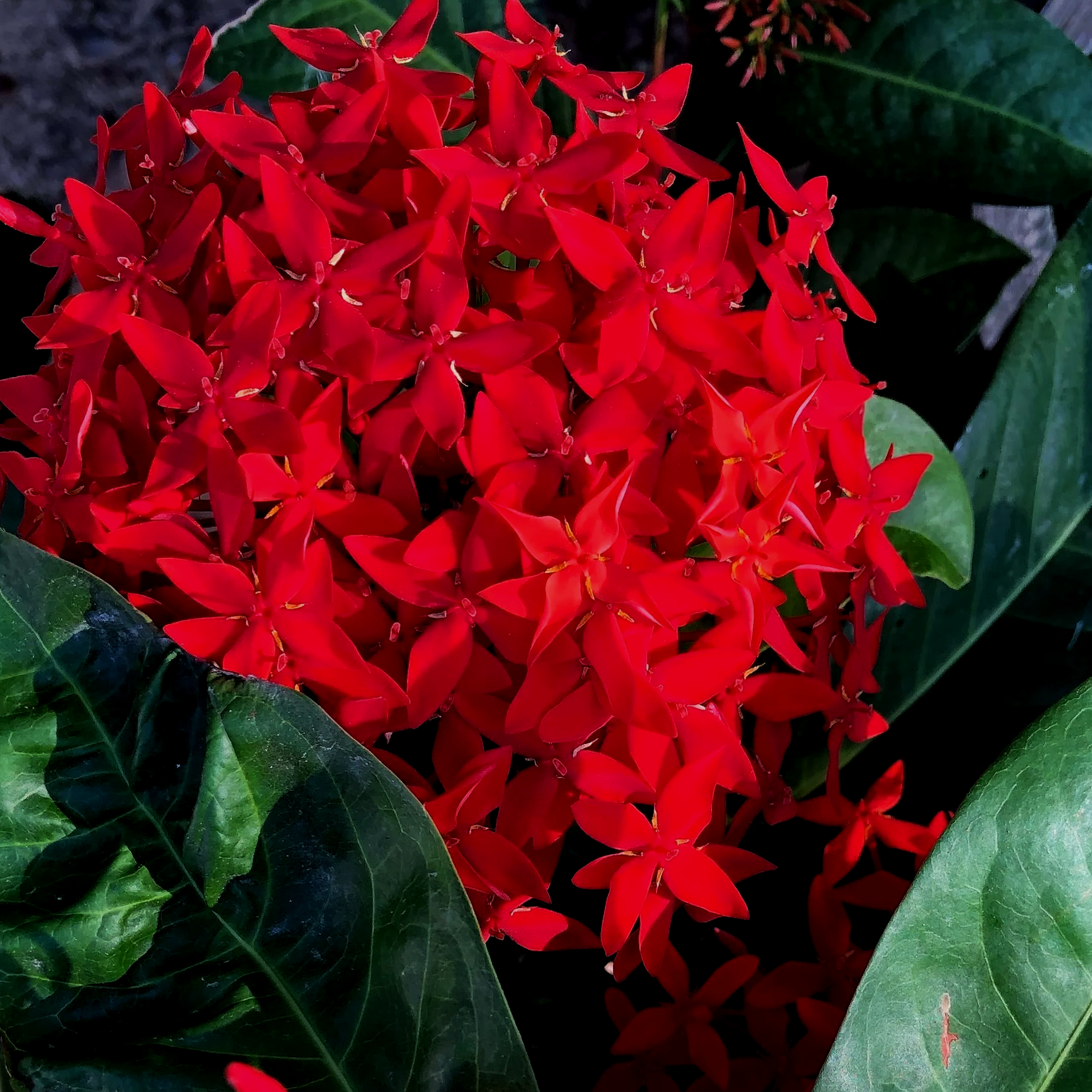 Firery red burst of flowers