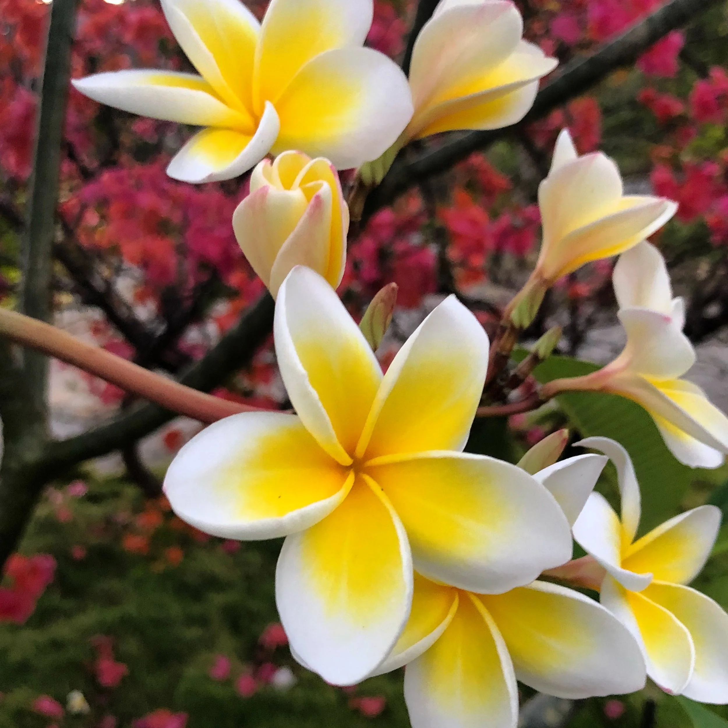 Tropical yellow and white frangipani flowers