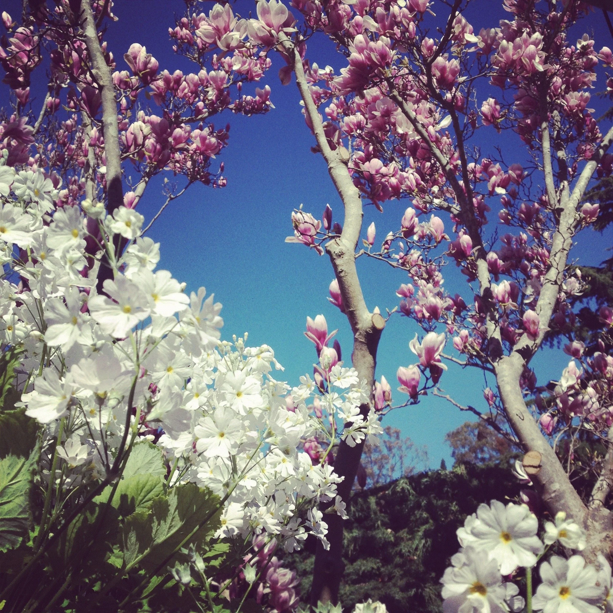 Anti-Inflammatory Nutrition & Foundations of Sattvic Ahaar