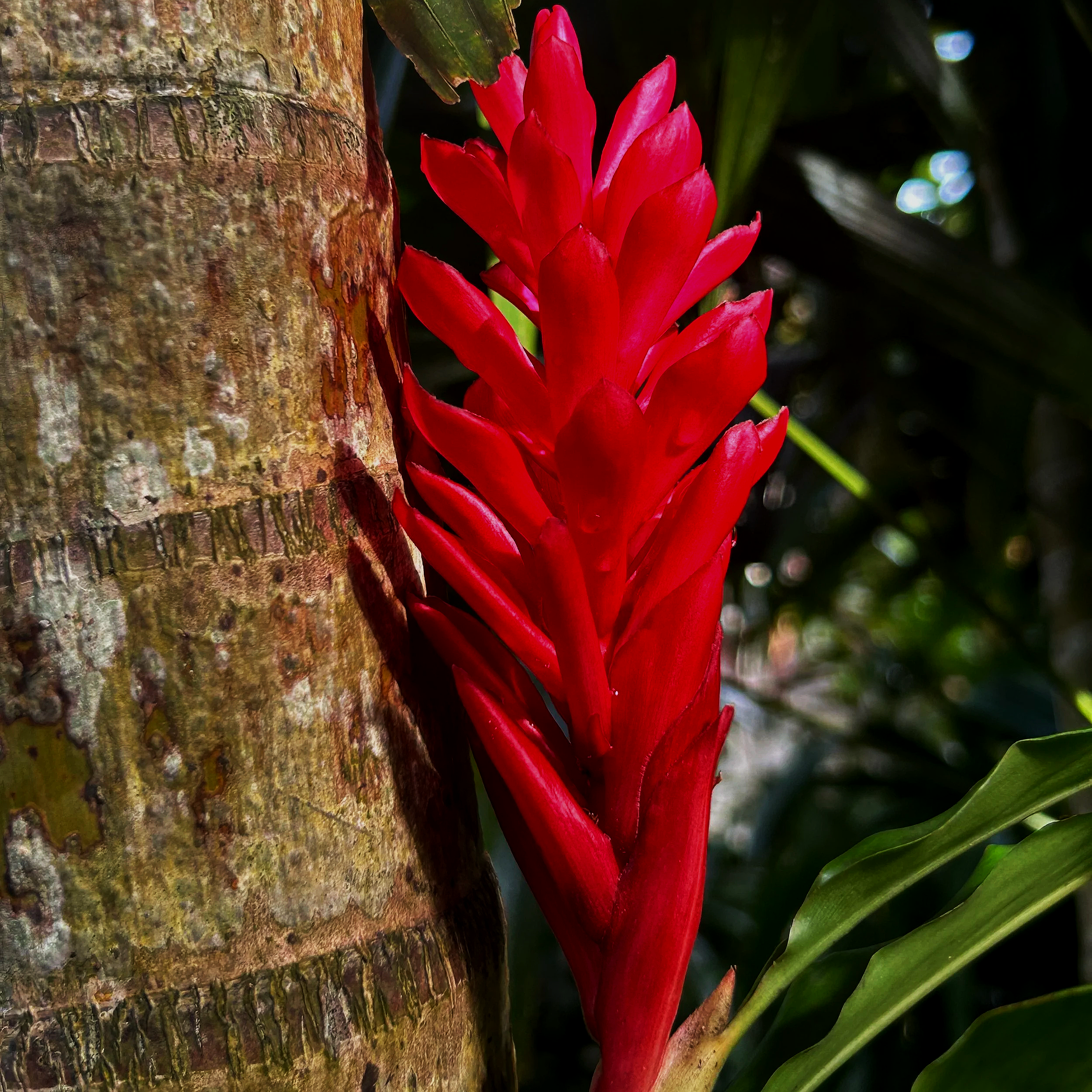 Balancing Pranayamas - Theory & Practice