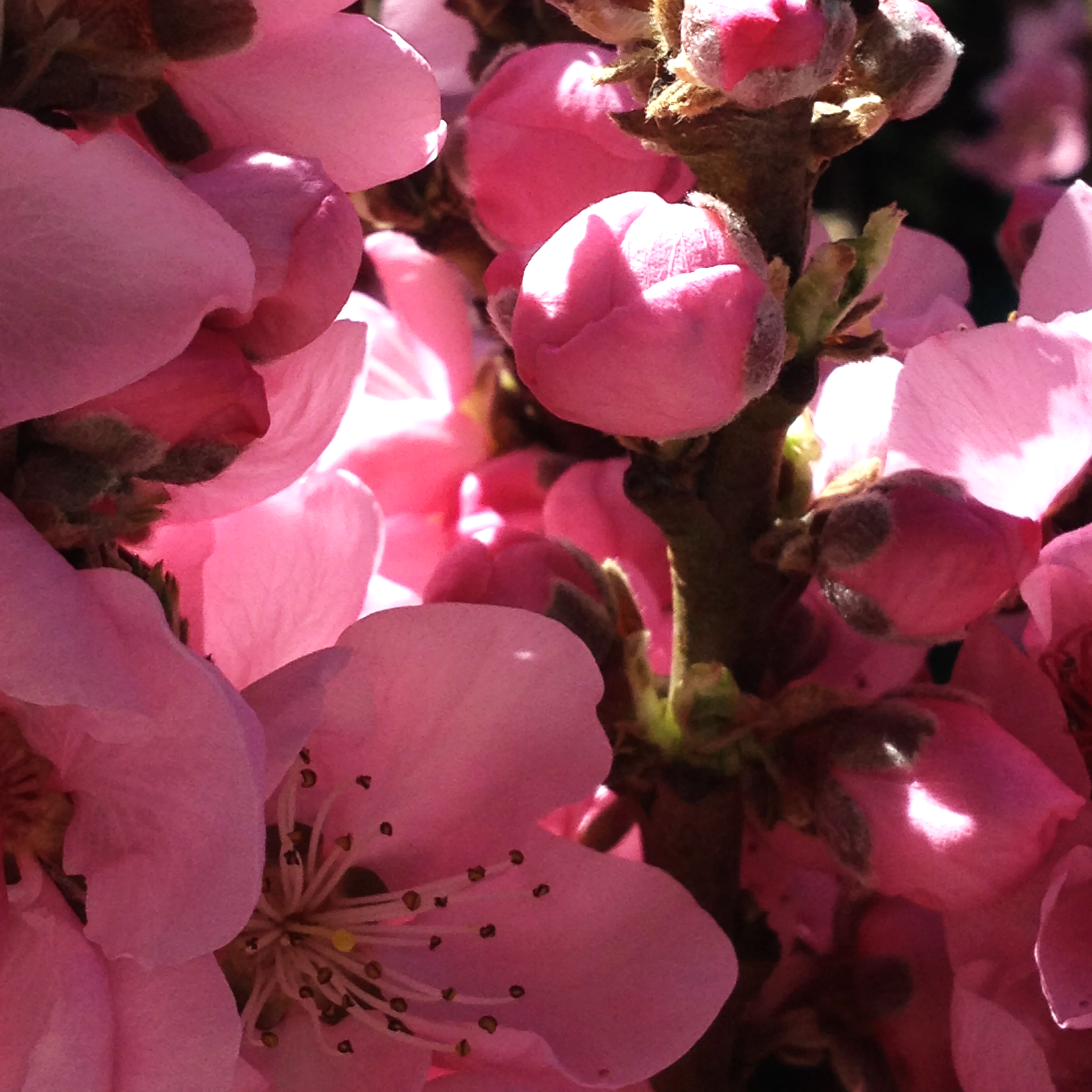 Pranayama program: Monthly pass (3 sessions per week)