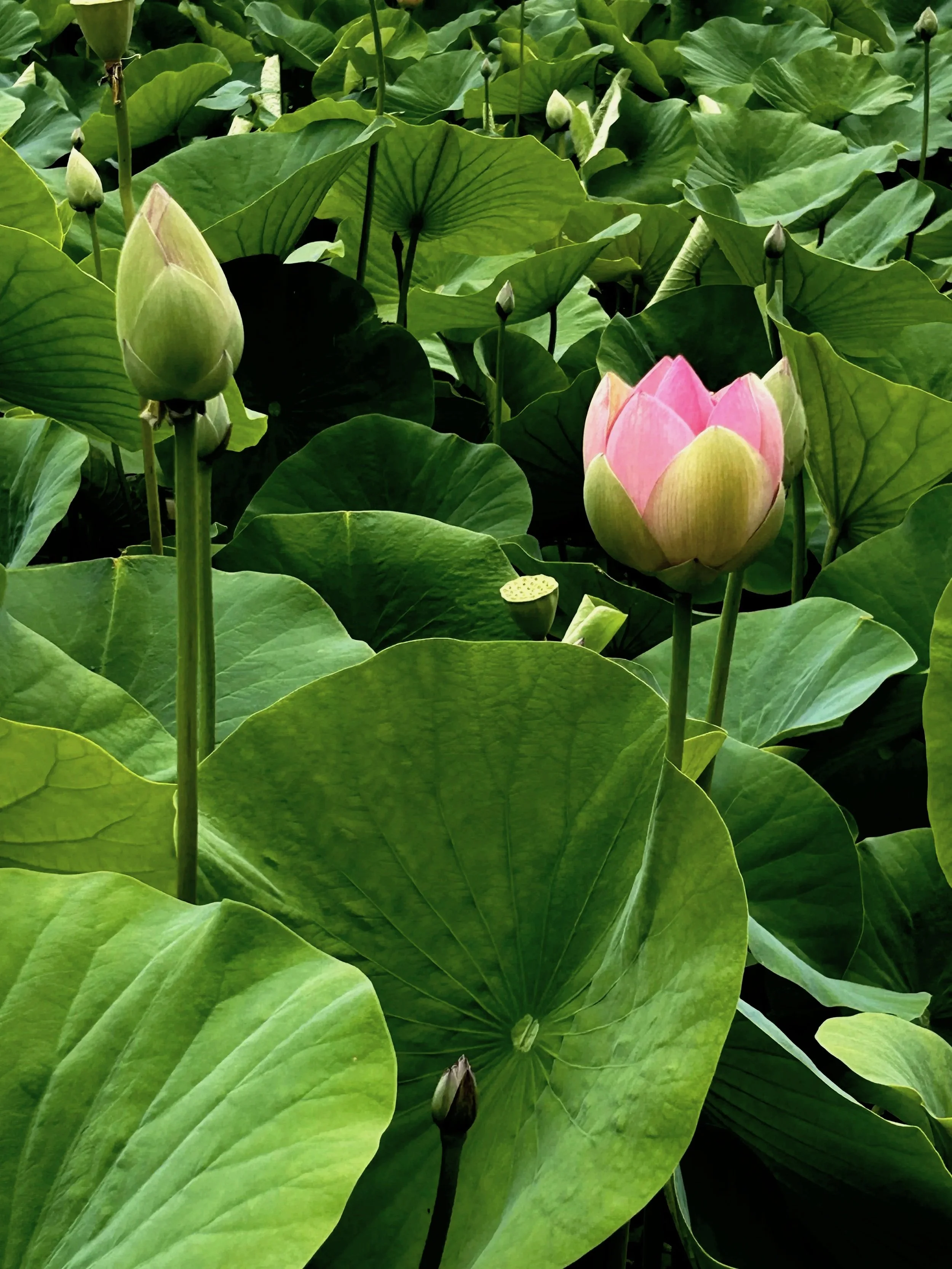 Yoga Therapy program: Releasing & Regulation monthly pass (2 sessions per week)