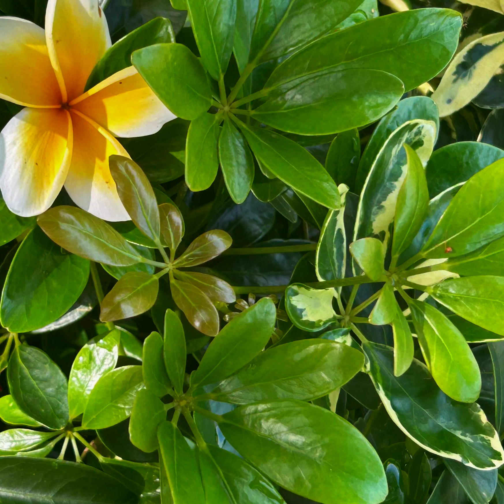 Yoga Therapy - Anahata Chakra Practices