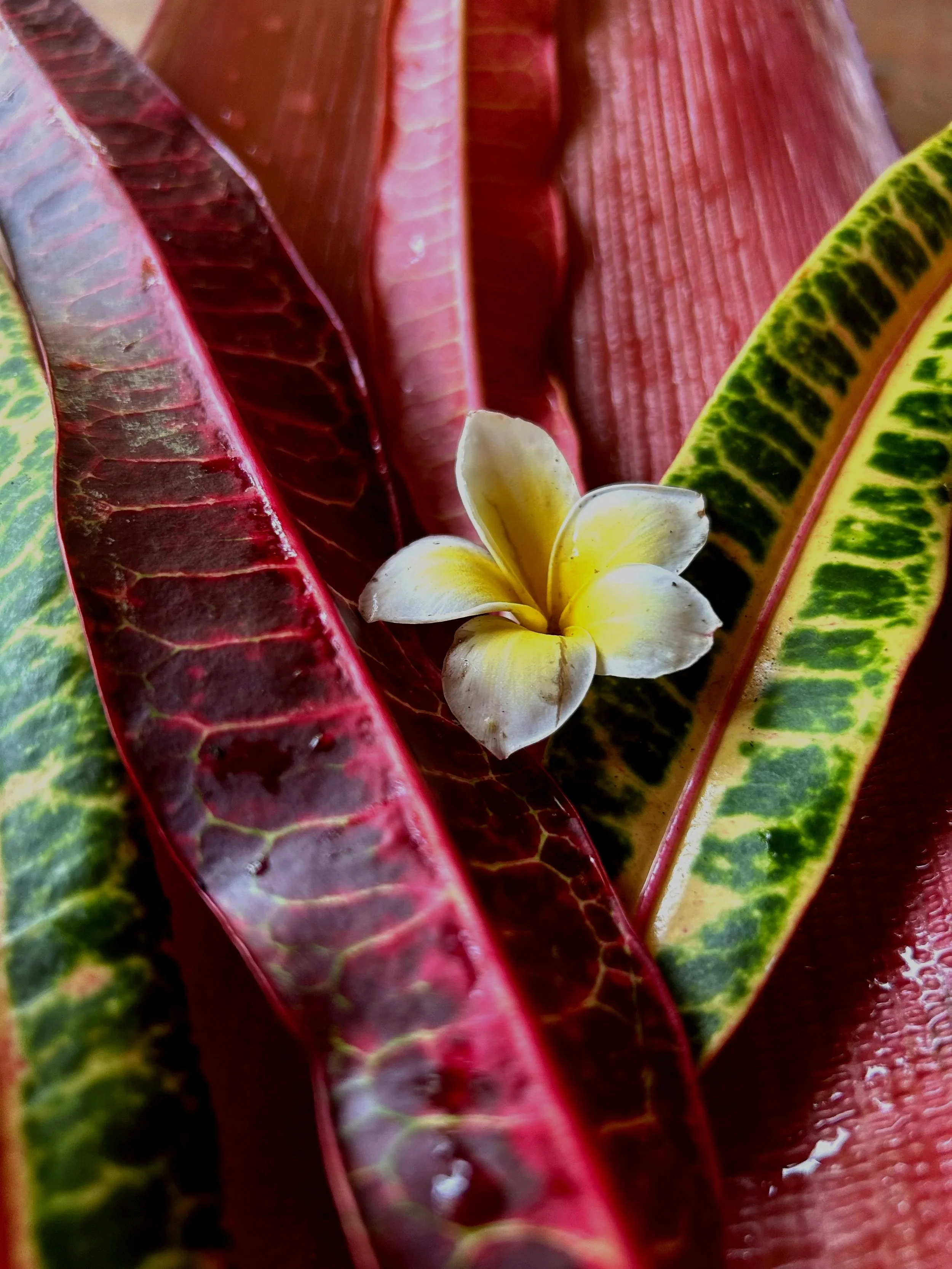 Close-up of a tropical plant with colorful leaves and a small yellow and white flower in the center.