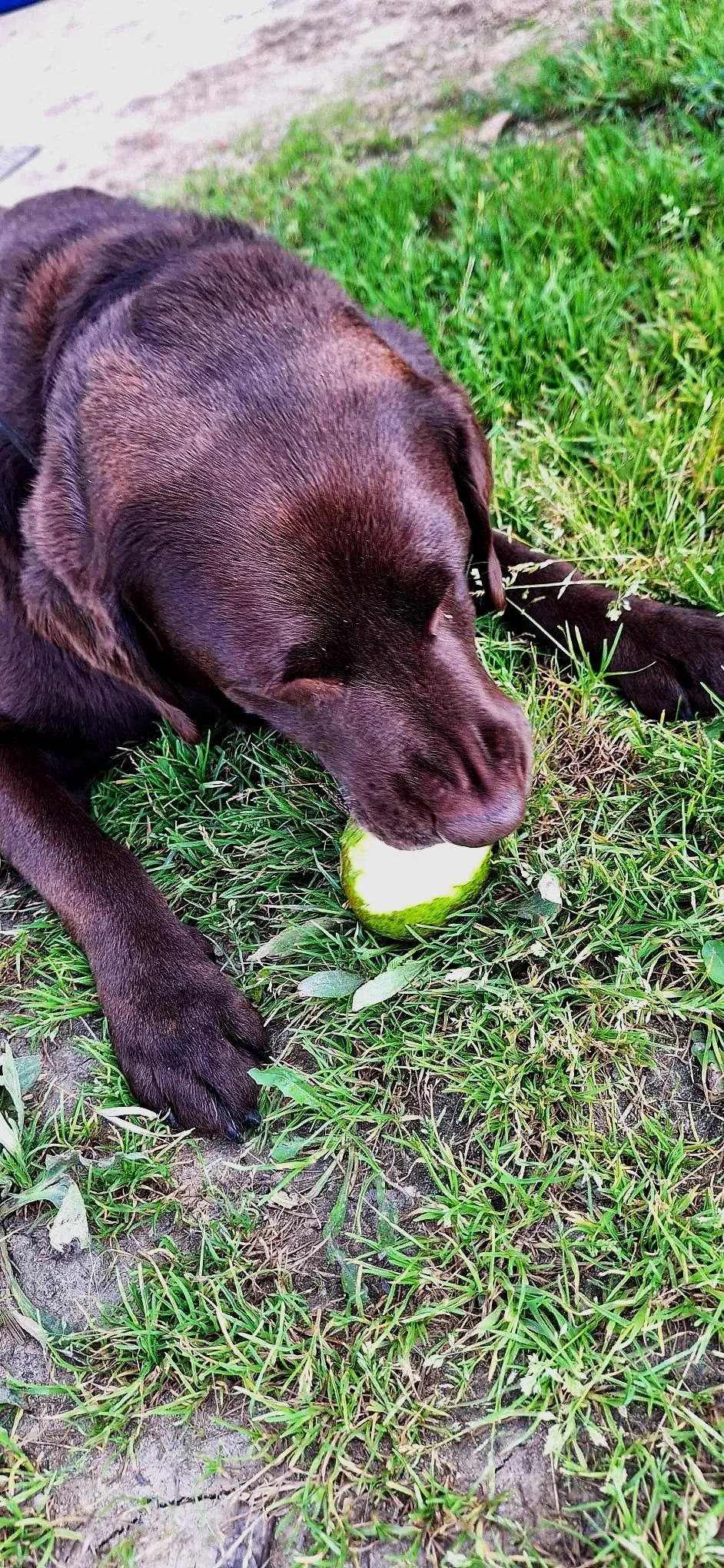 A brown dog lying on grass, holding and biting a delicious green pear ball.