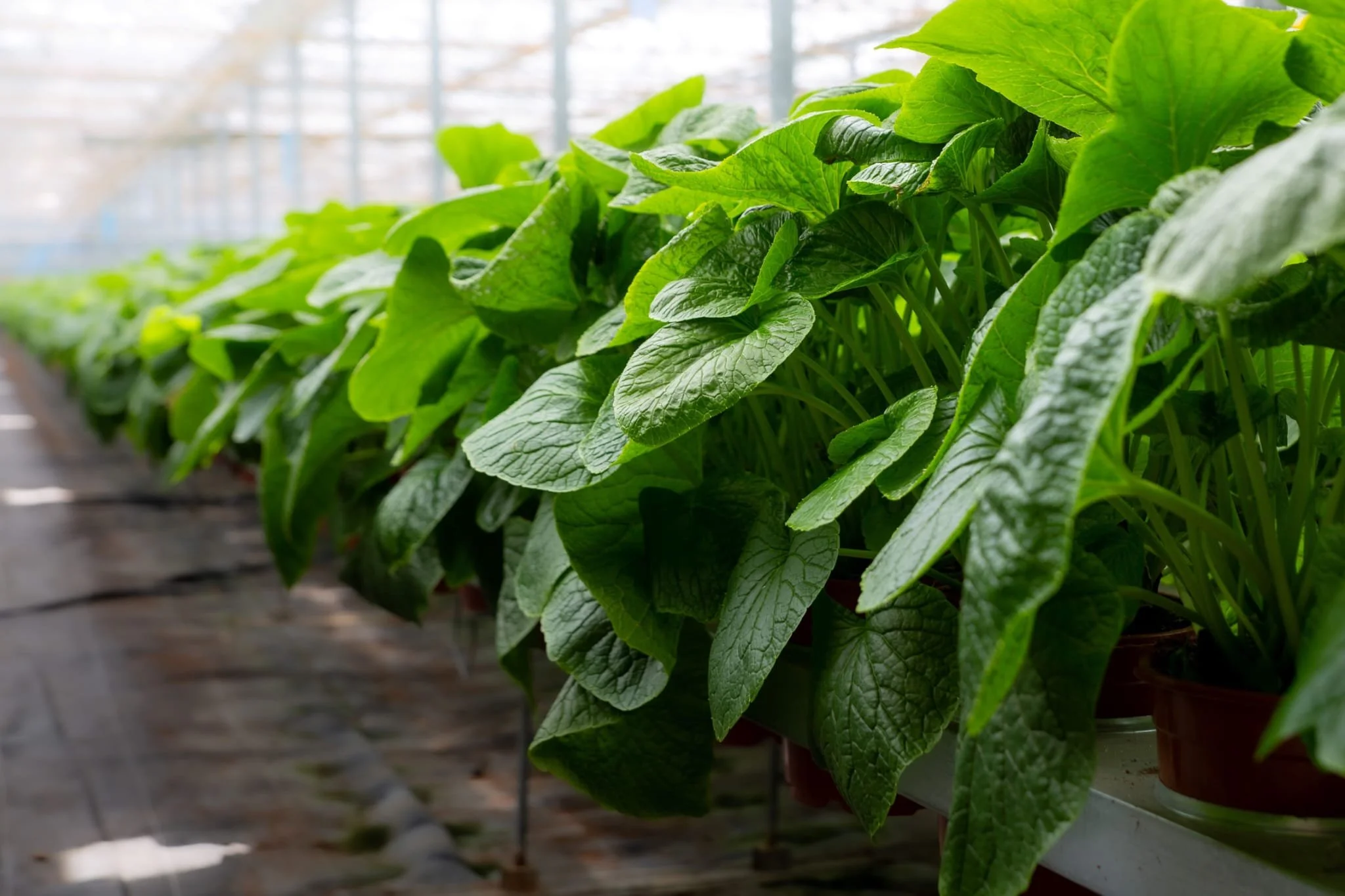 Green leafy plants growing in pots inside a greenhouse.