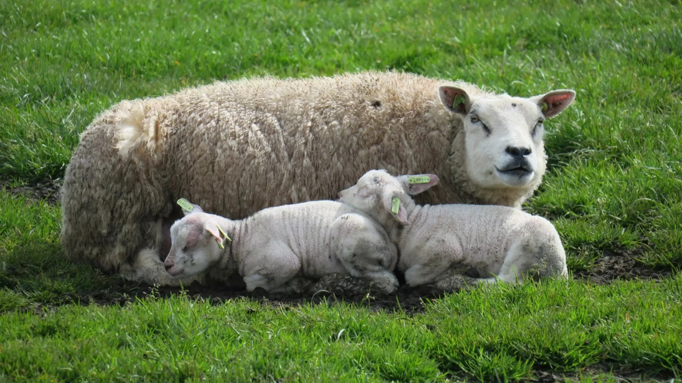 Texelse schapen grazend op zilte graslanden, symbool voor lokaal en premium Texels lamsvlees rechtstreeks van Texelse boeren.