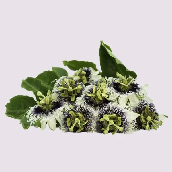 Passiebloem