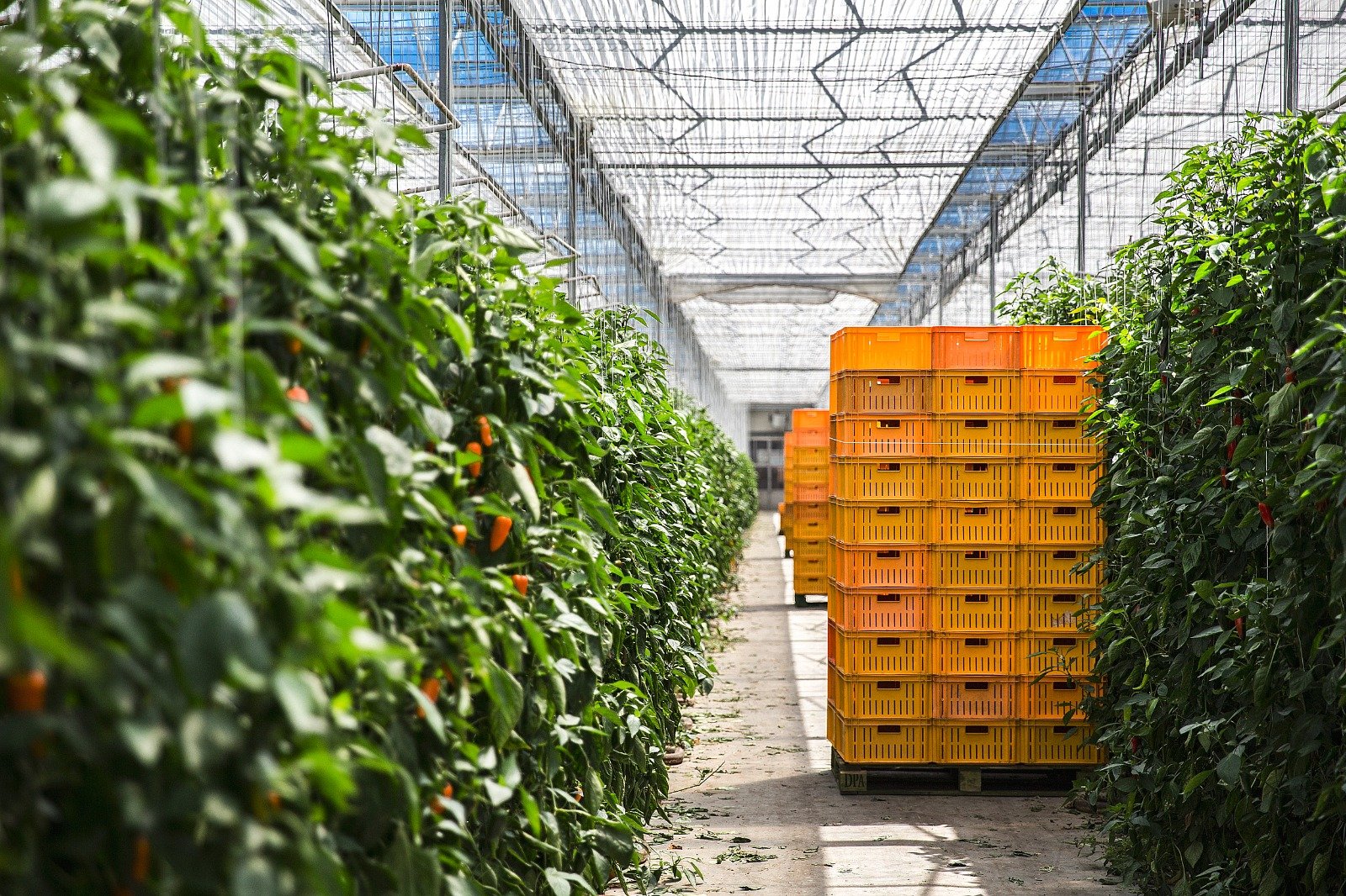 Rows of green pepper plants growing in a greenhouse with orange crates stacked on a pallet in the middle aisle.