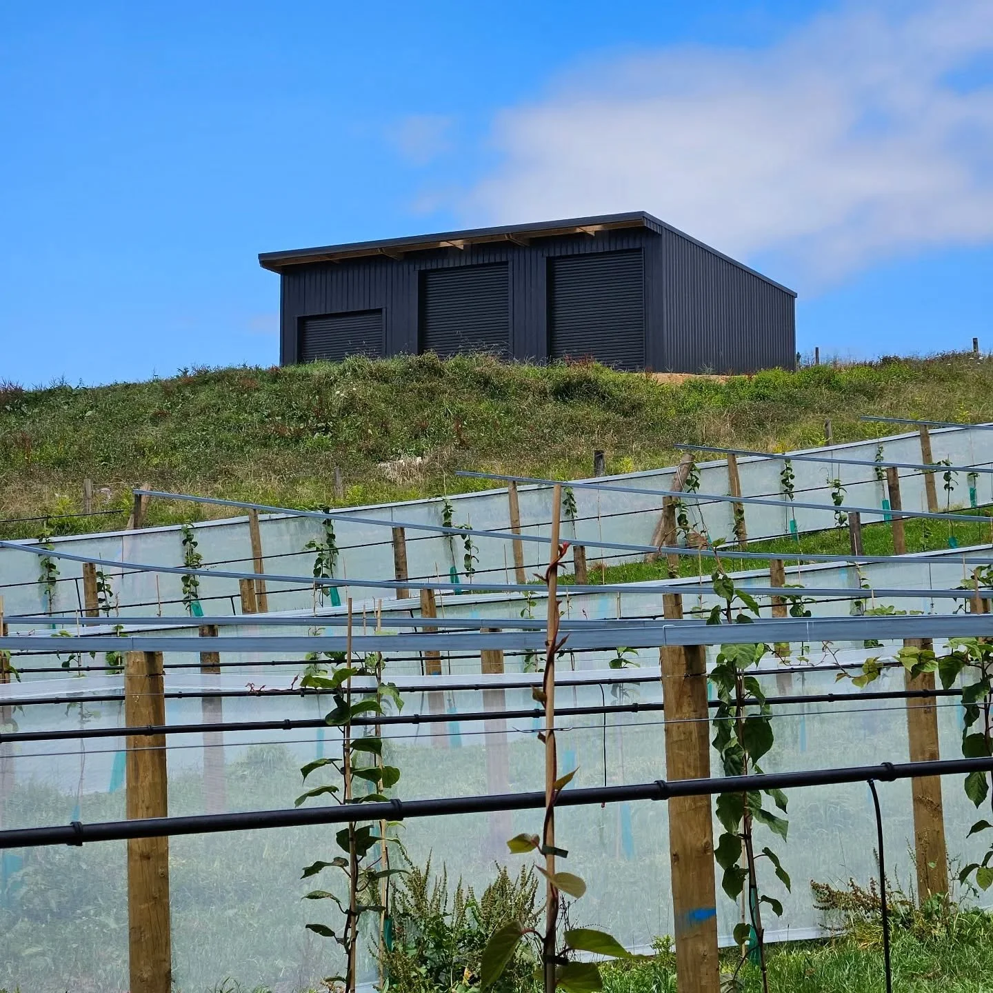 A hillside vineyard farm with green plants supported by stakes and protective netting, with a modern black metal shed with 3 bay roller doors at the top of the hill and a blue sky with some clouds in the background. Waihi. 