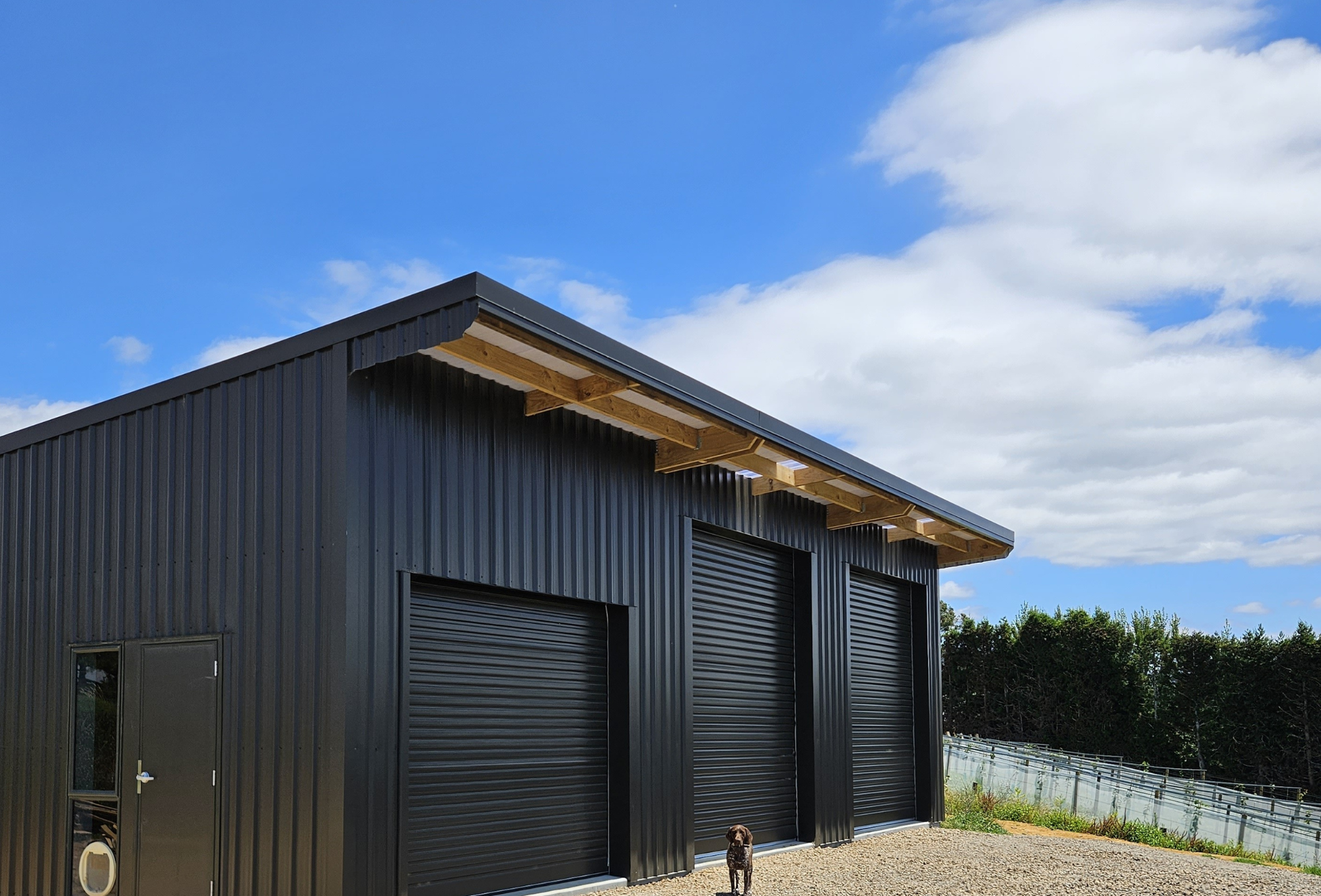 Colour steel three 3 bay pole shed on an orchard vineyard with personal access door, roller doors and window in Waihi Coromandel  area