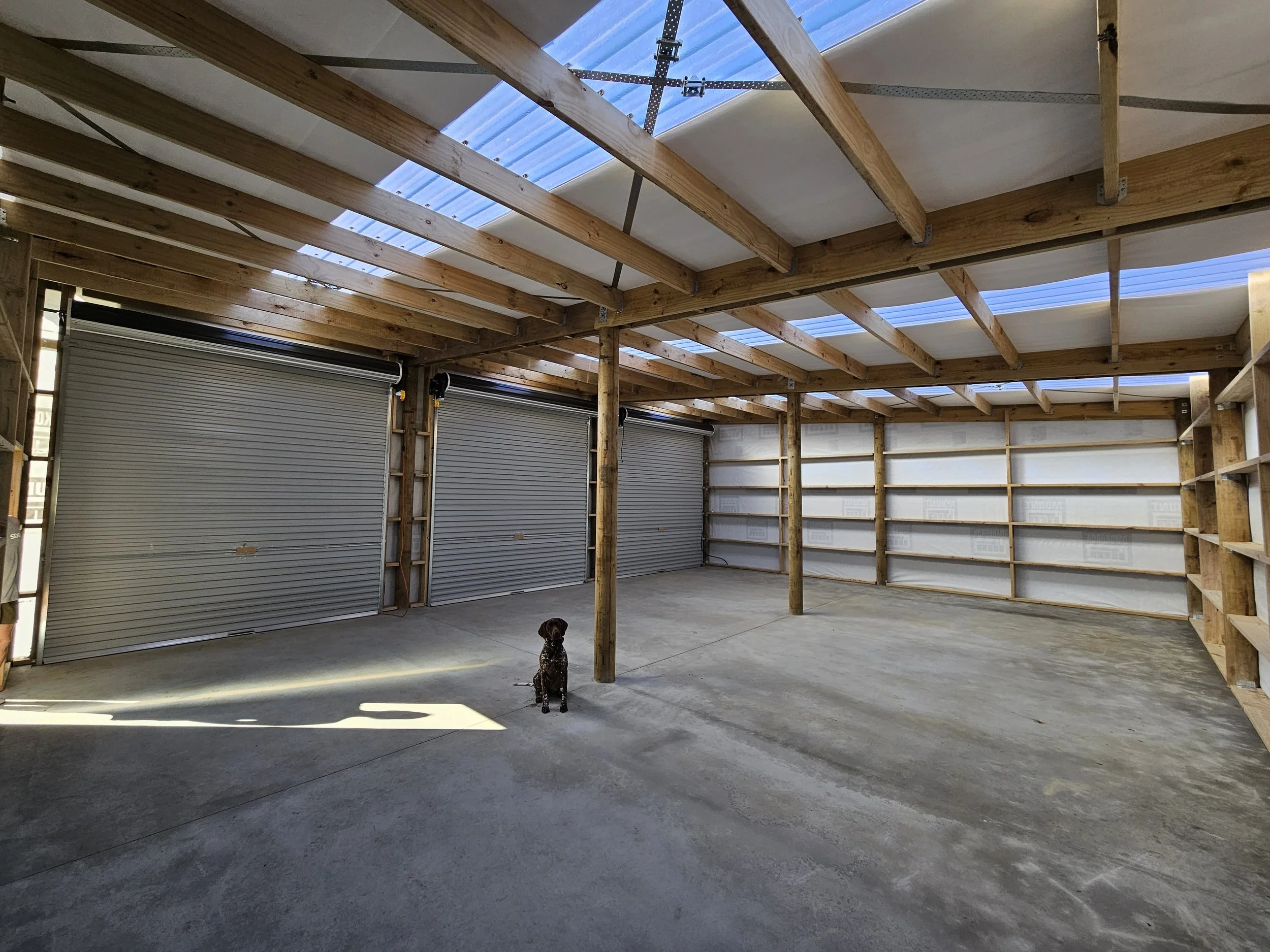 Empty garage with concrete floor, exposed wooden beams and insulation on the walls. There are three closed metal roll-up doors on one side, and shelves on the right wall. A small dog is sitting on the floor near the center. Hauraki Area. 