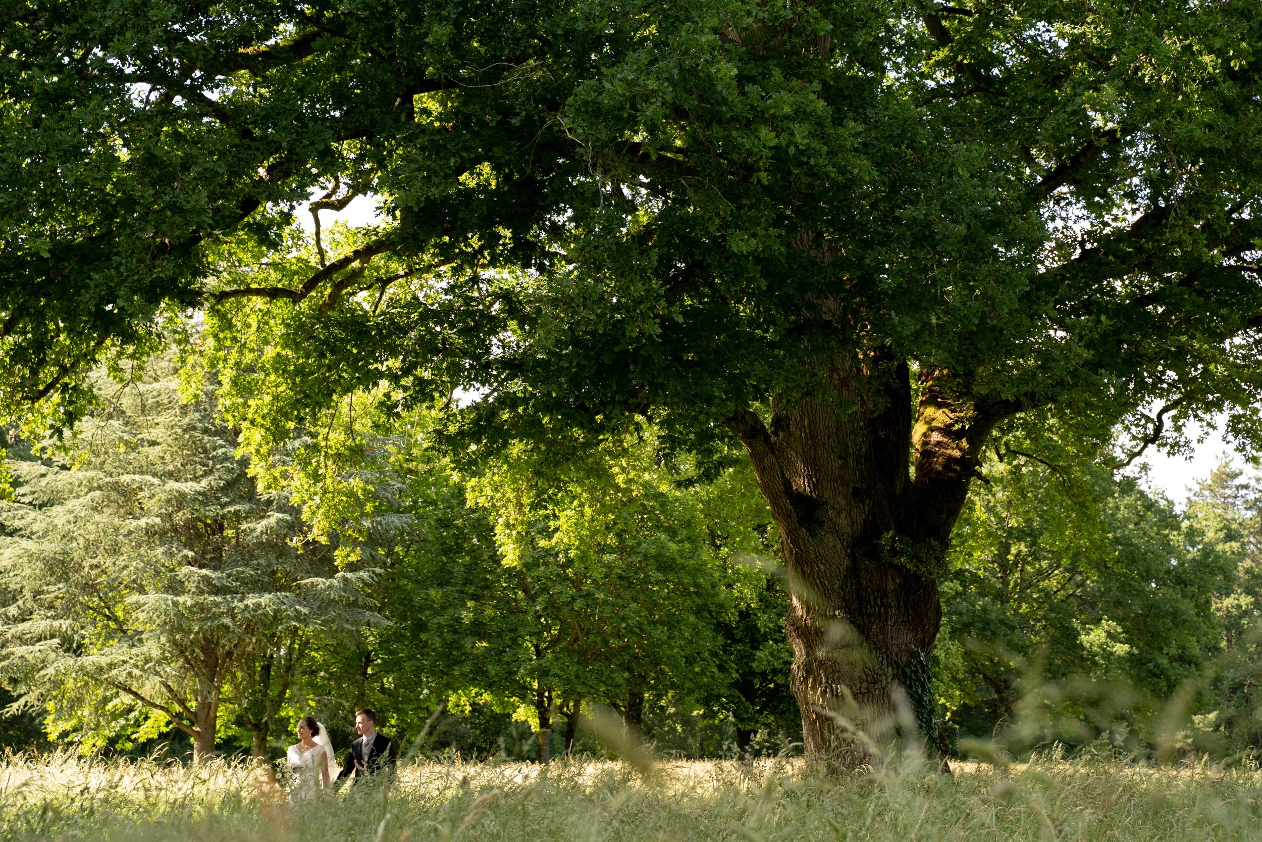 Un couple en costume de mariage marche dans une prairie verdoyante à l'ombre d'un grand arbre lors d'une journée ensoleillée.