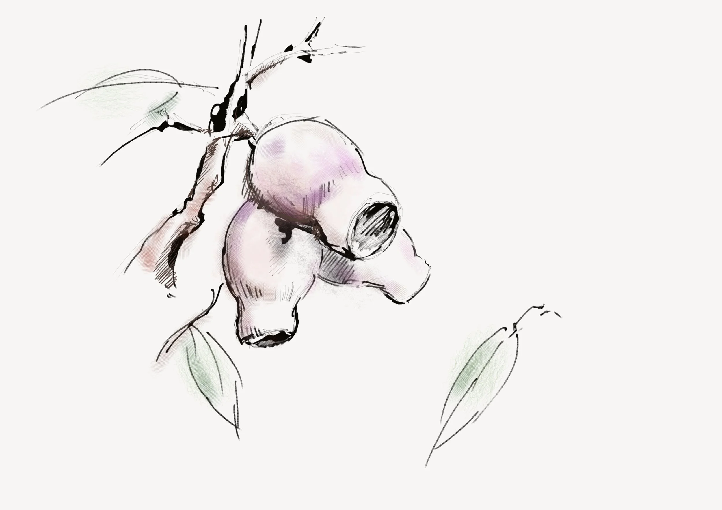 australian plant jar like.jpeg