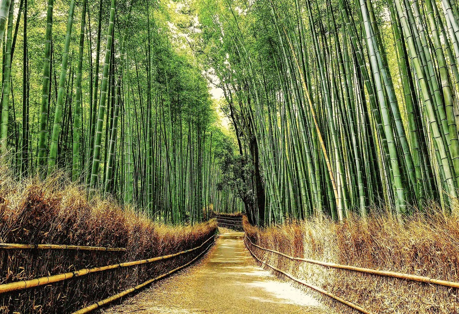 A pathway through a dense bamboo forest with tall green stalks on both sides and a clear sky overhead.