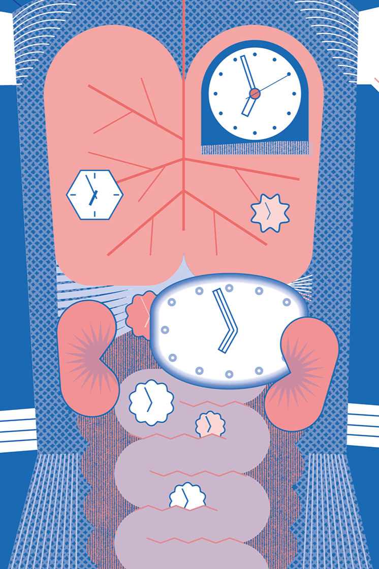 Body Clocks