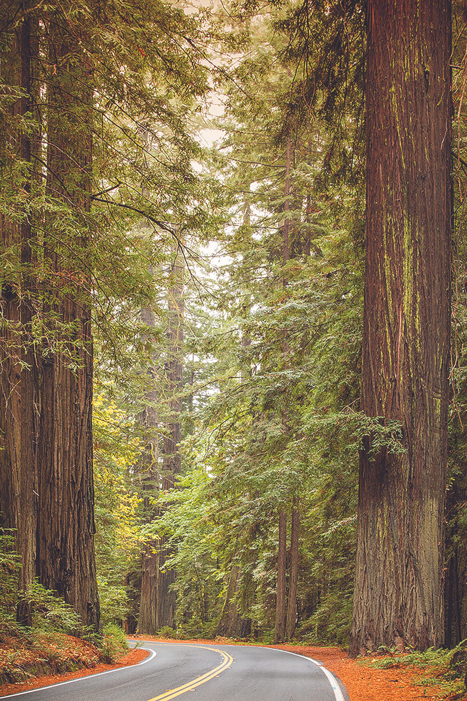 A winding two-lane road curves through tall redwood trees in a forest, with green foliage and fallen leaves on the ground.