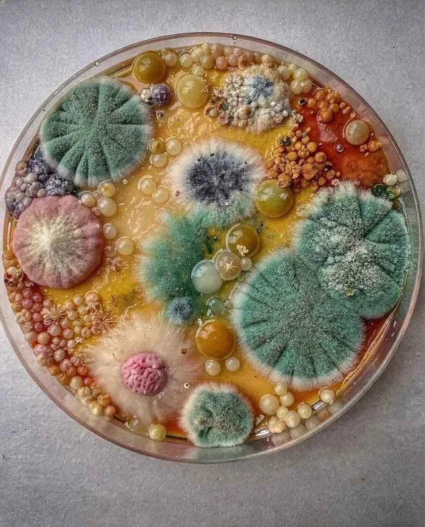 Coltura di muffe o funghi con varie forme e colori in un piatto di plastica.