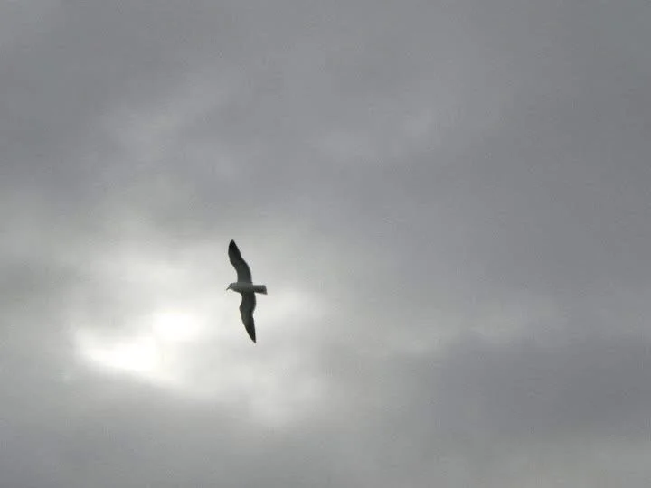 A black bird flying in a cloudy sky near the sun