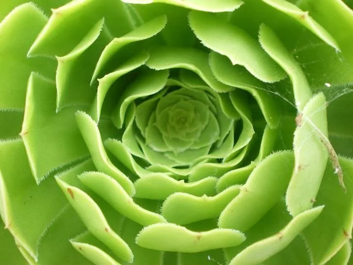 Close-up of a green succulent plant with thick, fleshy leaves arranged in a rosette pattern.