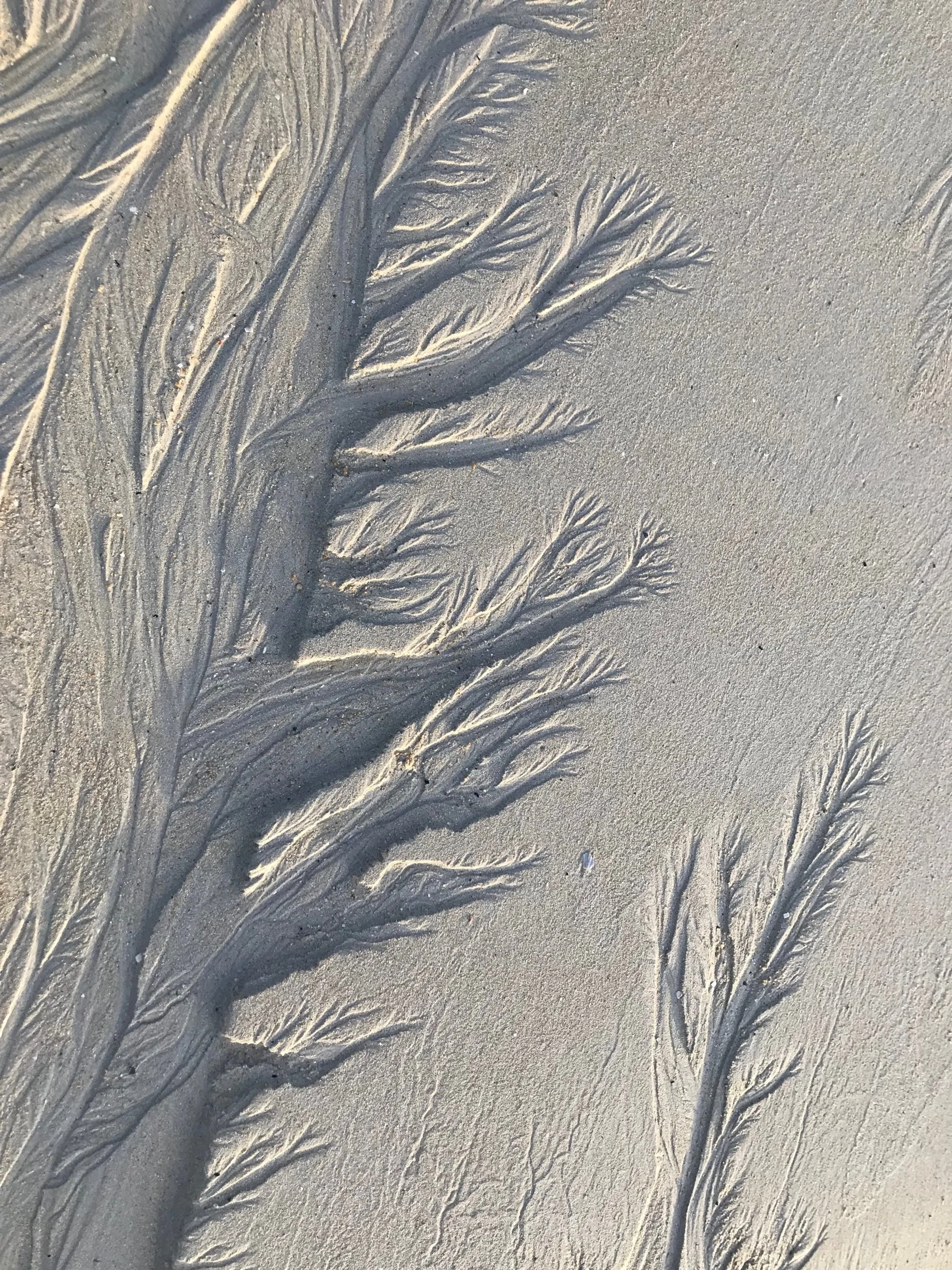 Close-up of intricate sand patterns resembling plant or tree branches on a sandy beach.