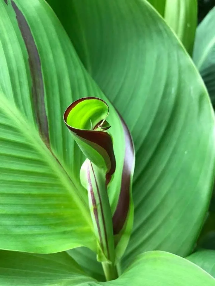 Close-up of a curled, new green leaf emerging from a larger, mature green leaf in a plant.