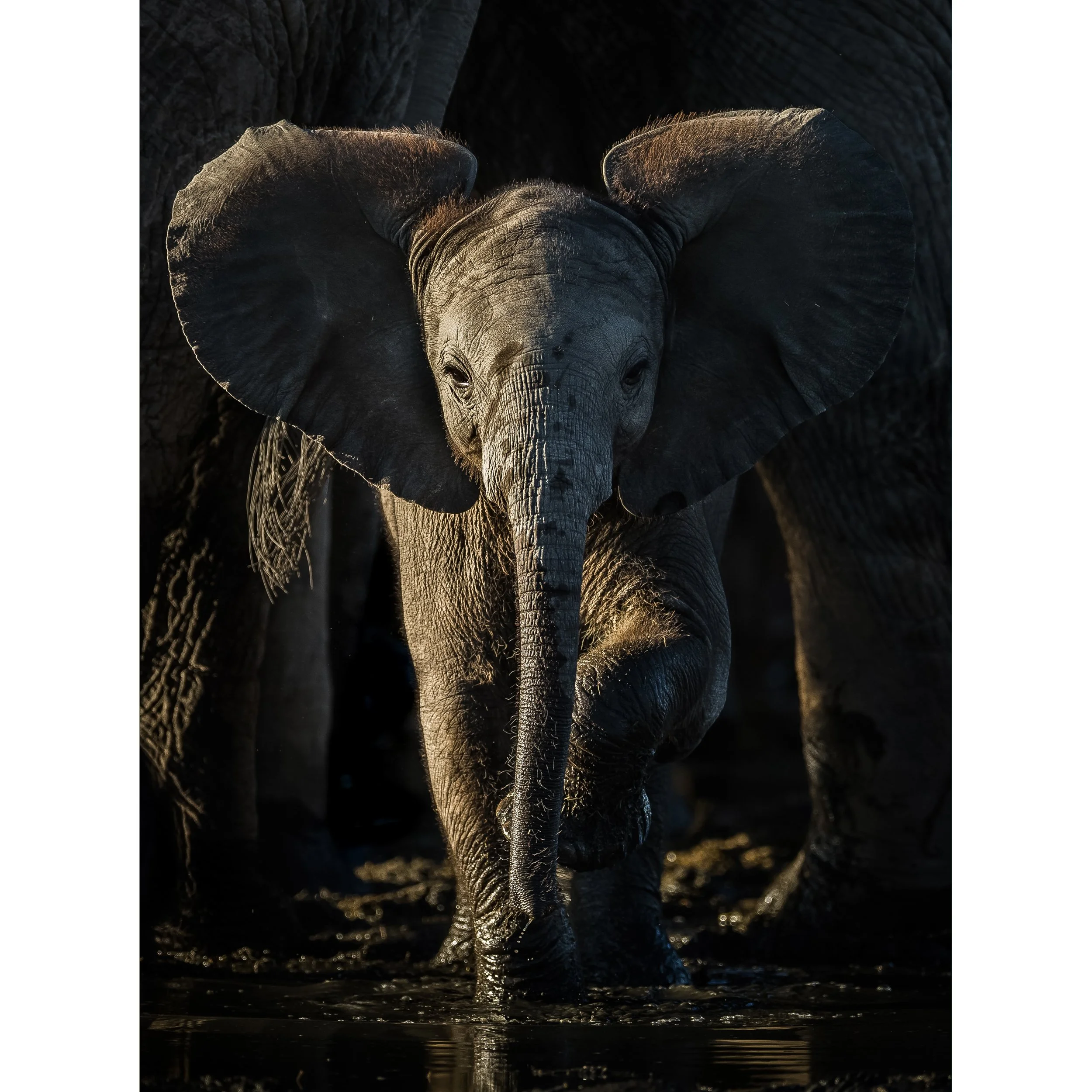 Best Foot Forward copy.jpg