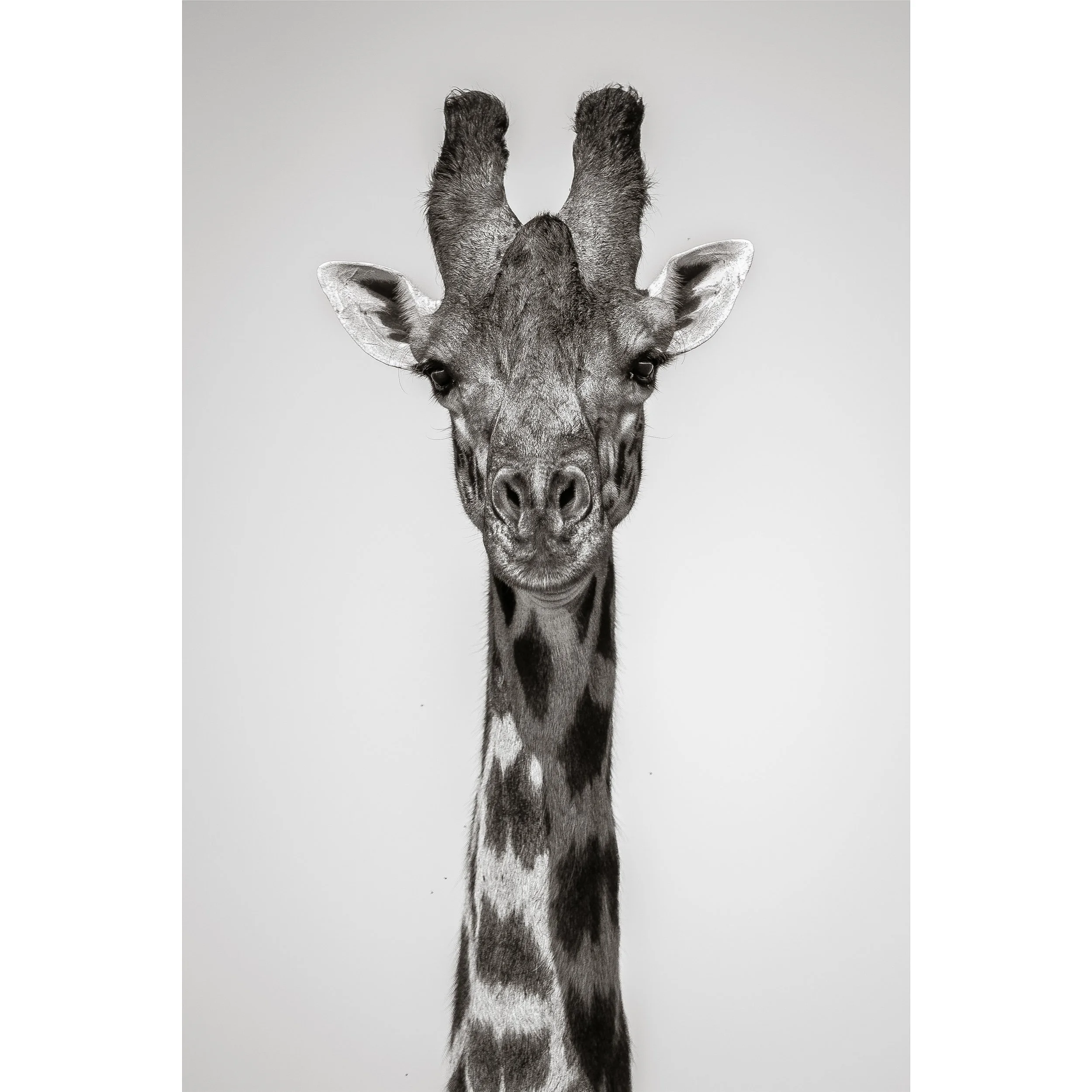 Tall And Elegant.jpg