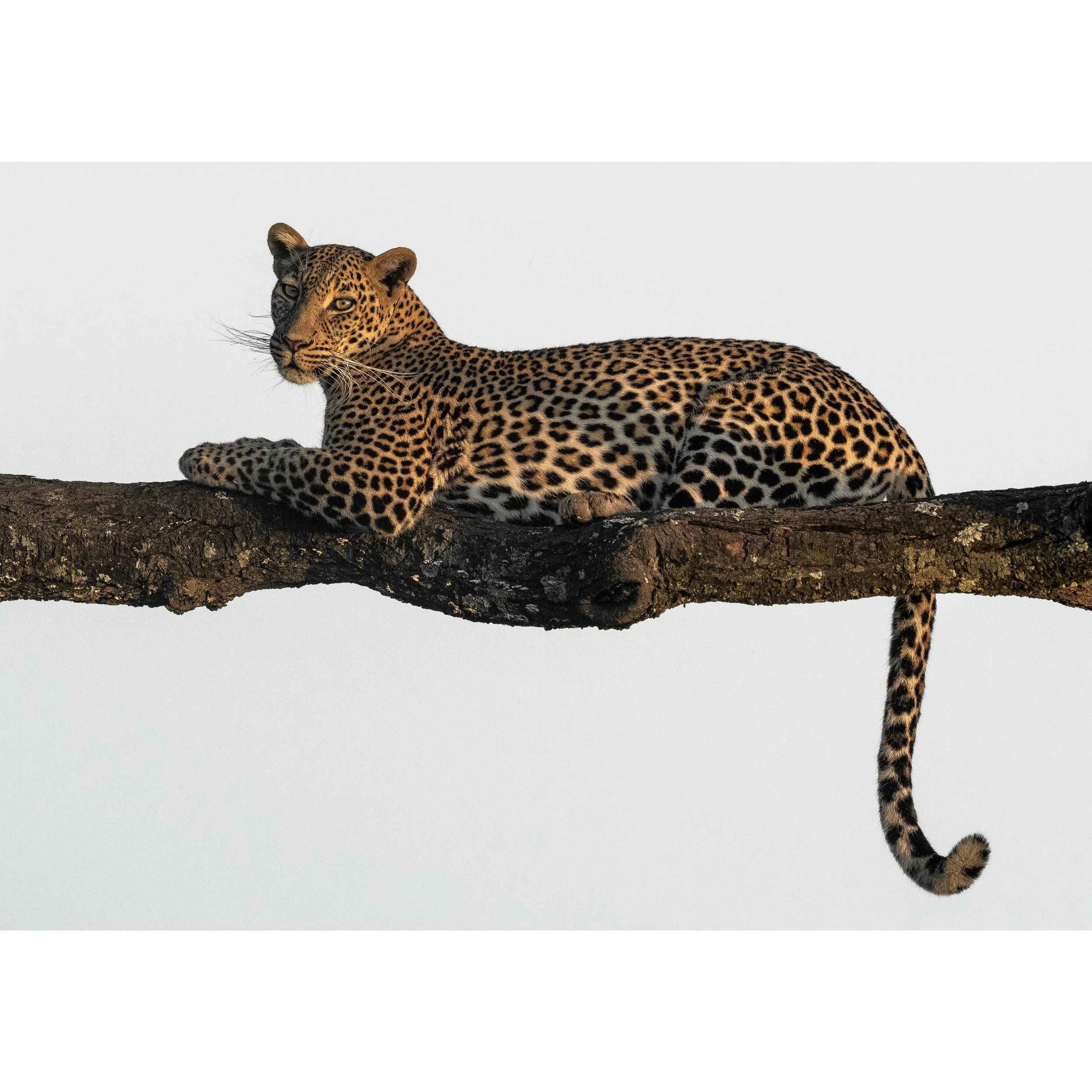 Beauty, Power, Majesty copy-2.jpg