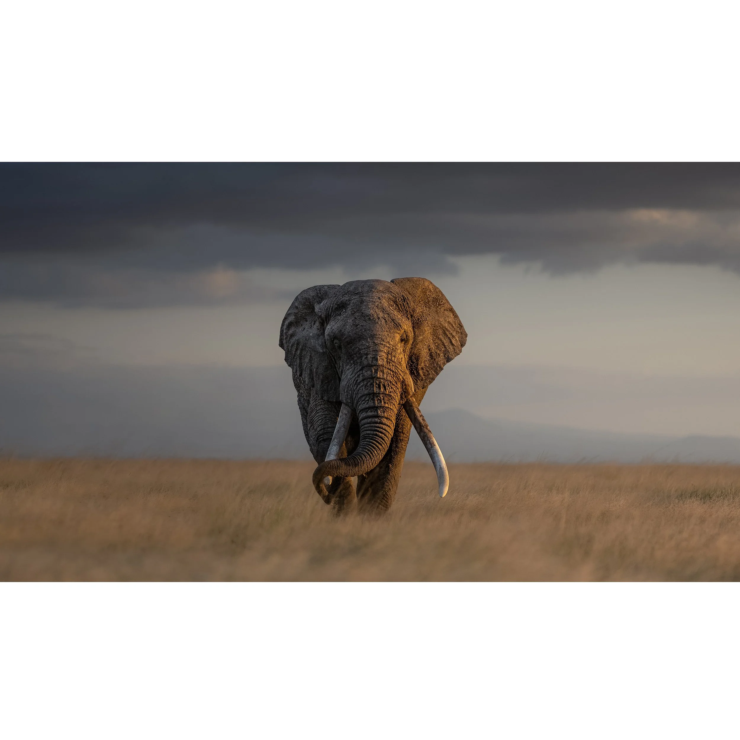 Elephant-2.jpg