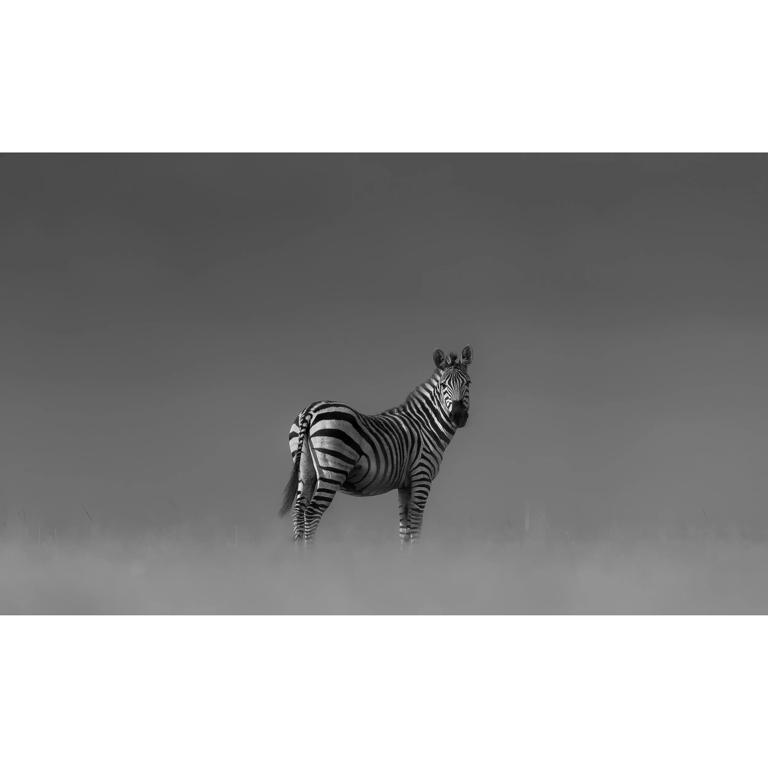 Zebra.jpg