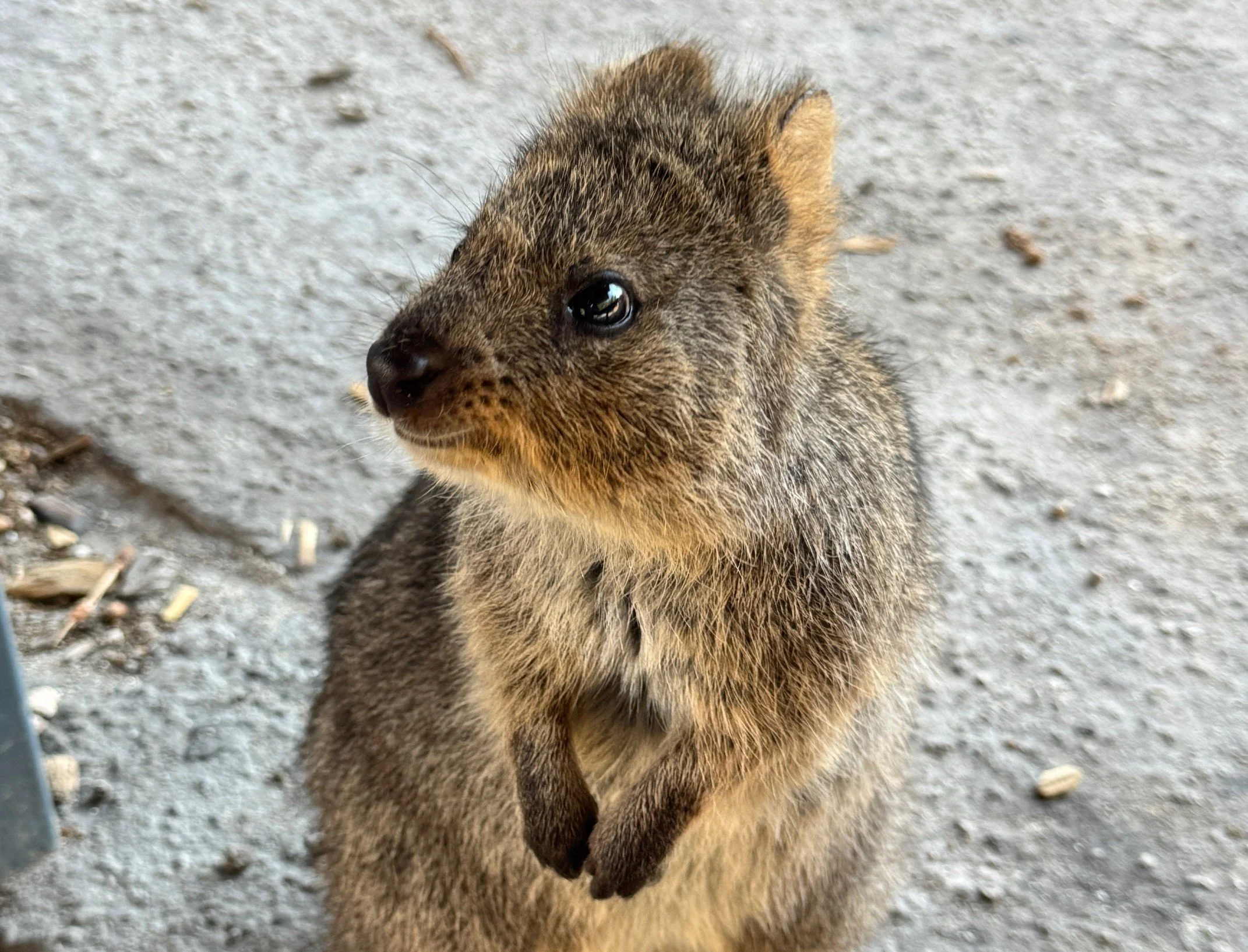 Perth Guest Spot Recap — Tattooing at Five Star Tattoo &amp; WA Ink