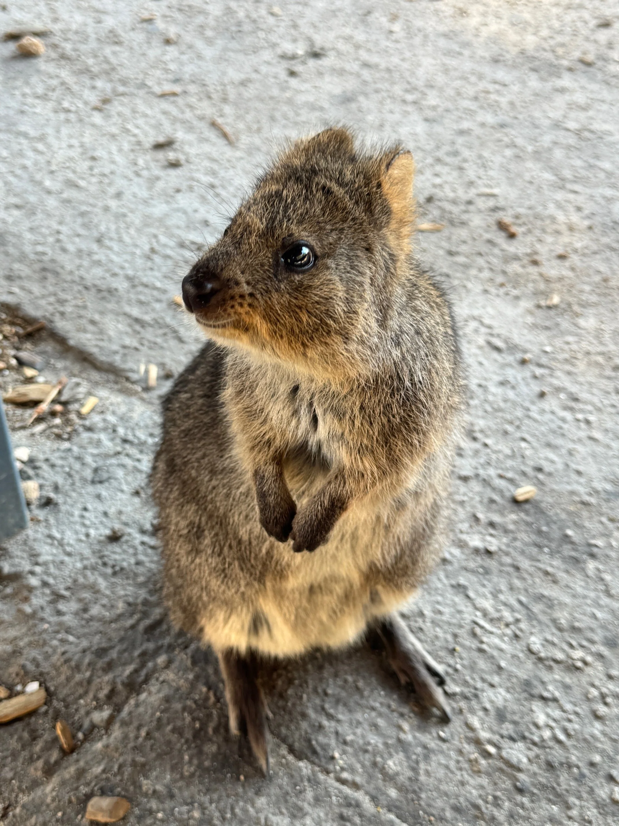 Quokka Australian native animal