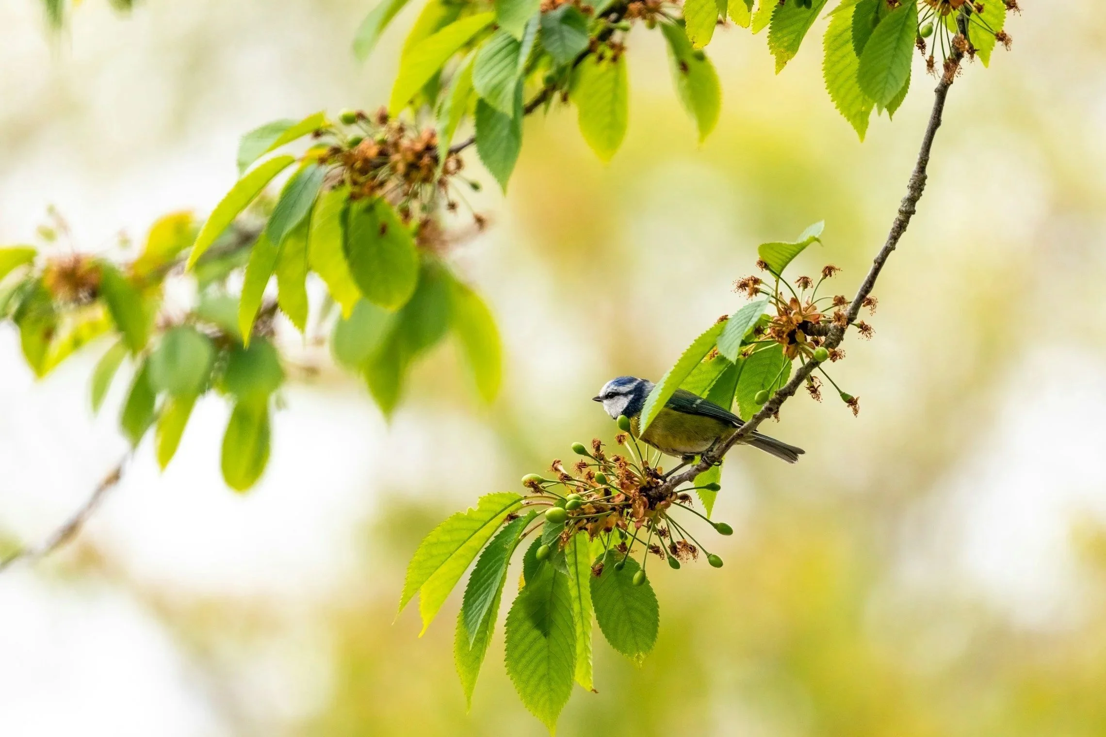 A small bird perched on a leafy tree branch surrounded by green leaves and buds.