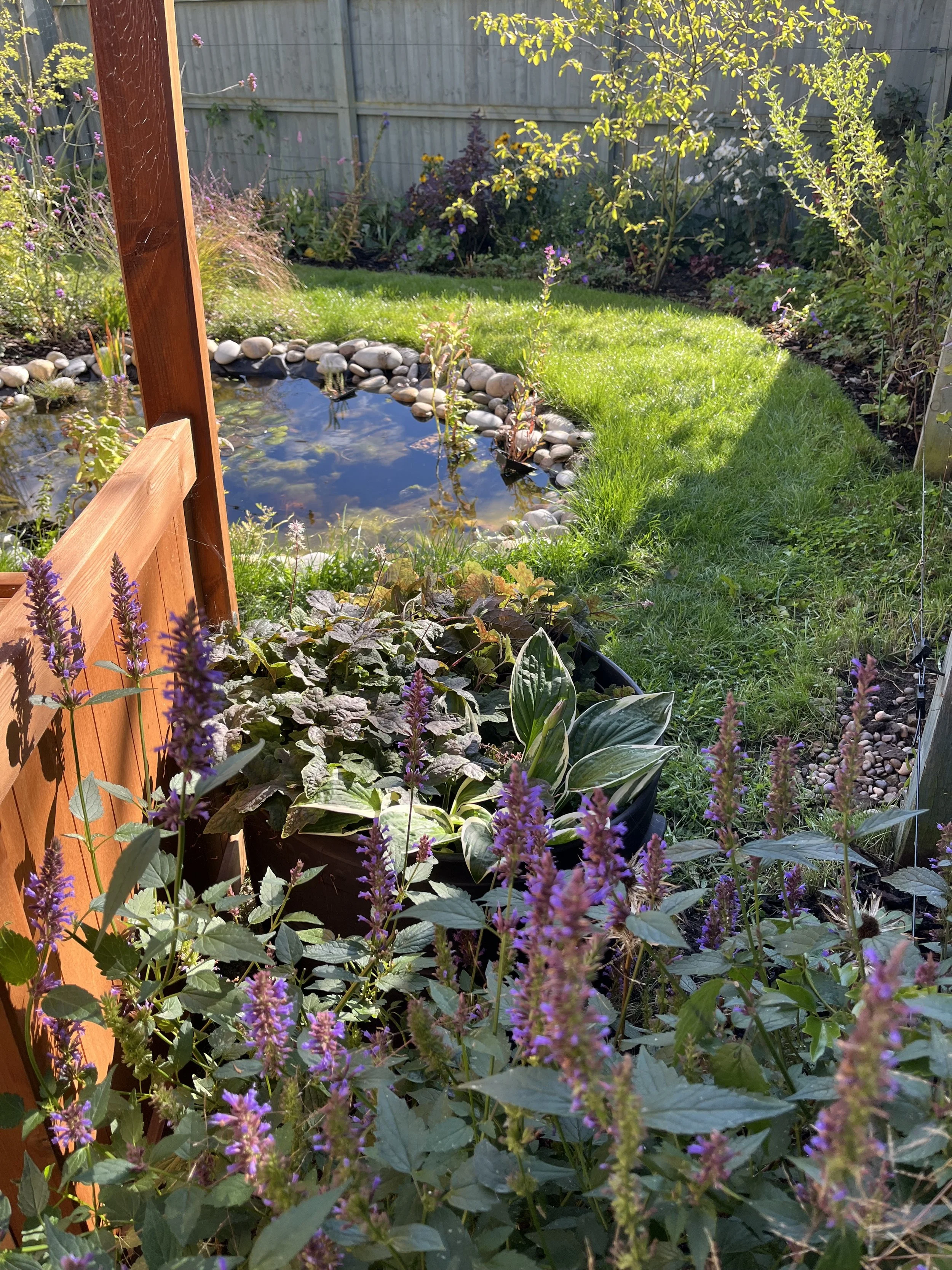 A backyard garden with a small pond surrounded by stones, a grassy area, and various plants and flowers, with sunlight shining on the greenery.