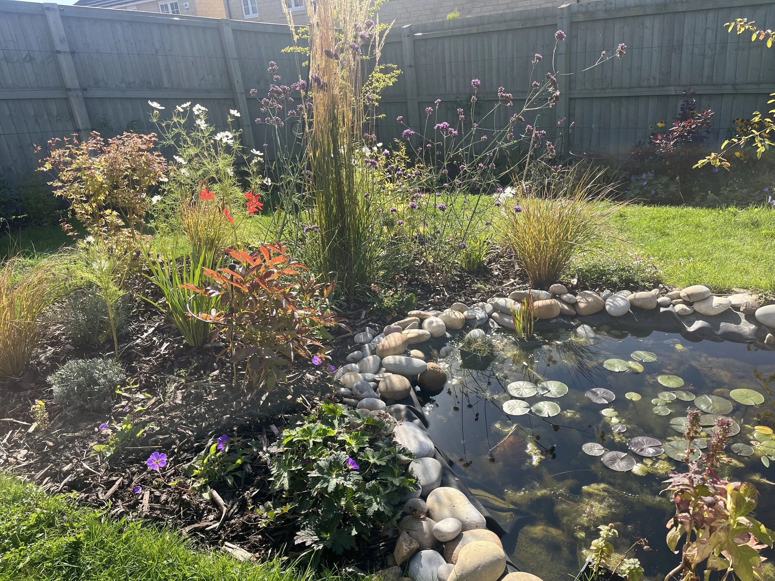 A backyard garden with a small pond surrounded by various plants and flowers, bordered by smooth white stones, with a wooden fence and green grass in the background.