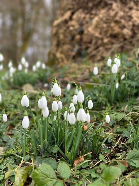 snowdrops.jpeg