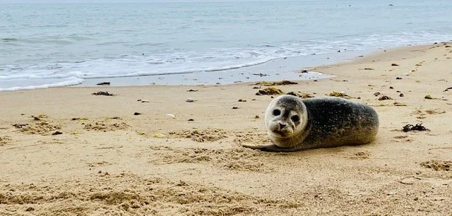 seal on bacton beach norfolk.jpg