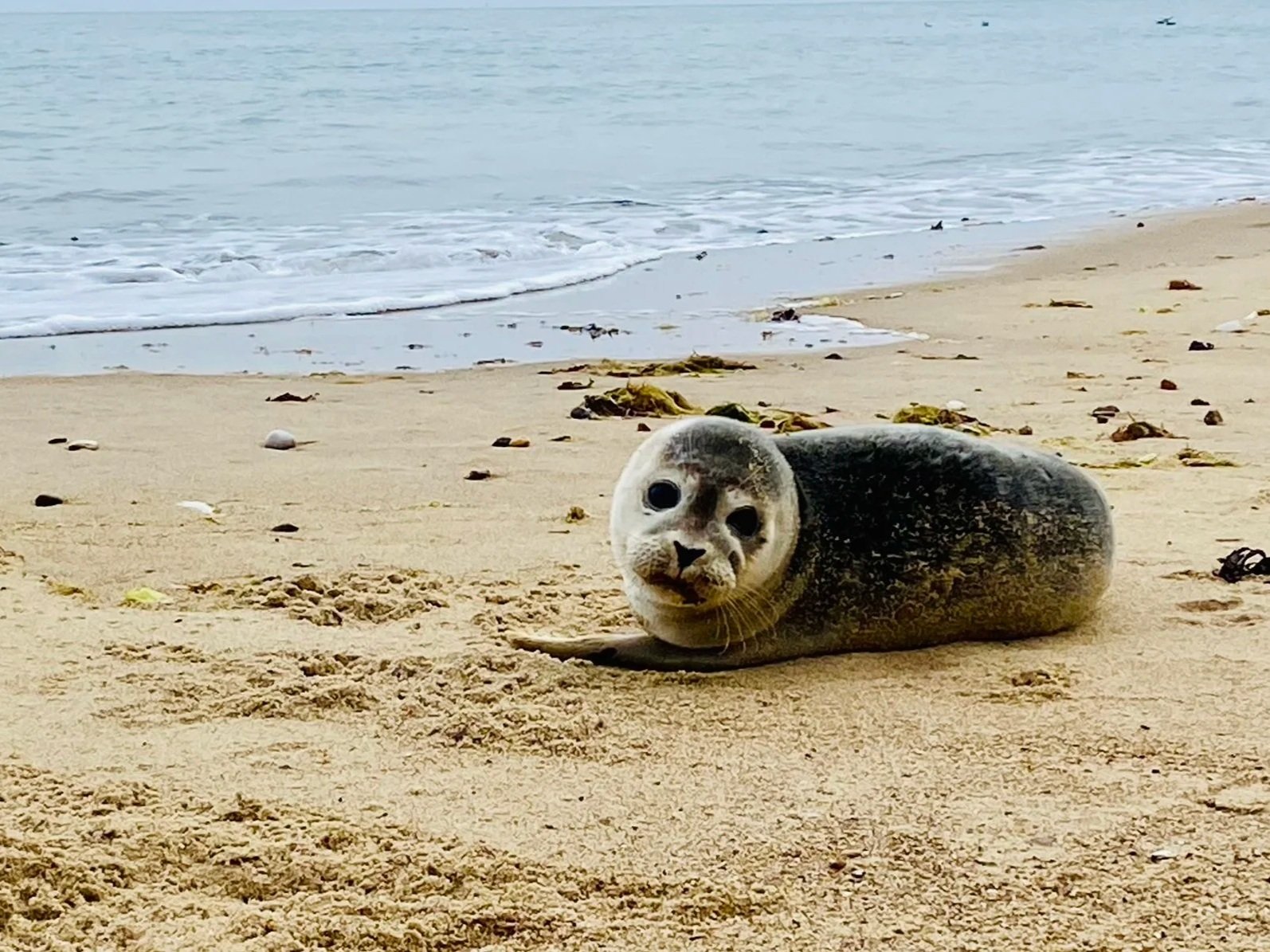 Baby seal pup on Horsey Beach, lying on sandy beach near the shoreline, with the ocean in the background.
